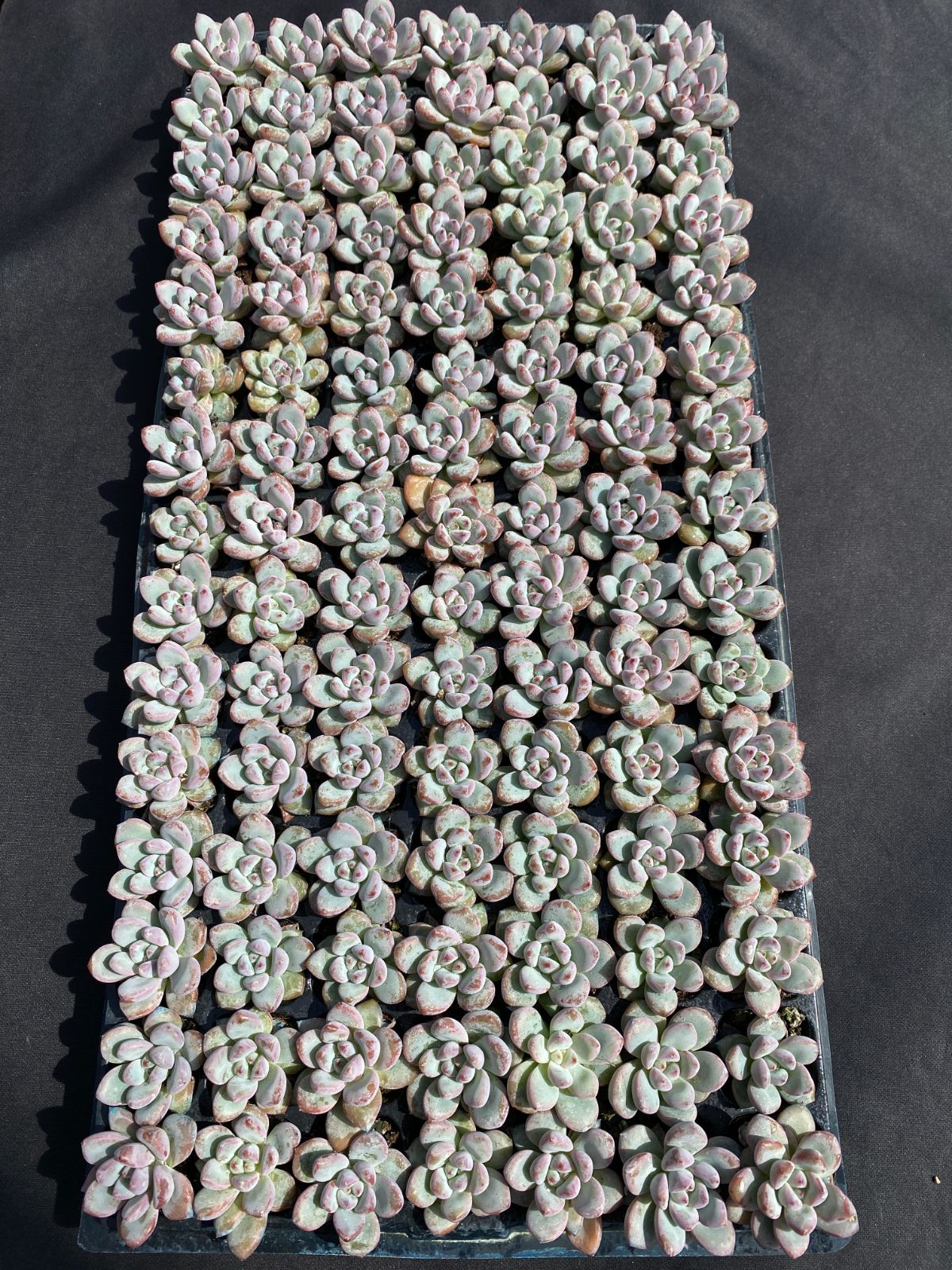 105苗×オウカユキ 多肉植物 エケベリア セダム アエオニウム グラプトペタルム 韓国苗 寄せ植え XQS220