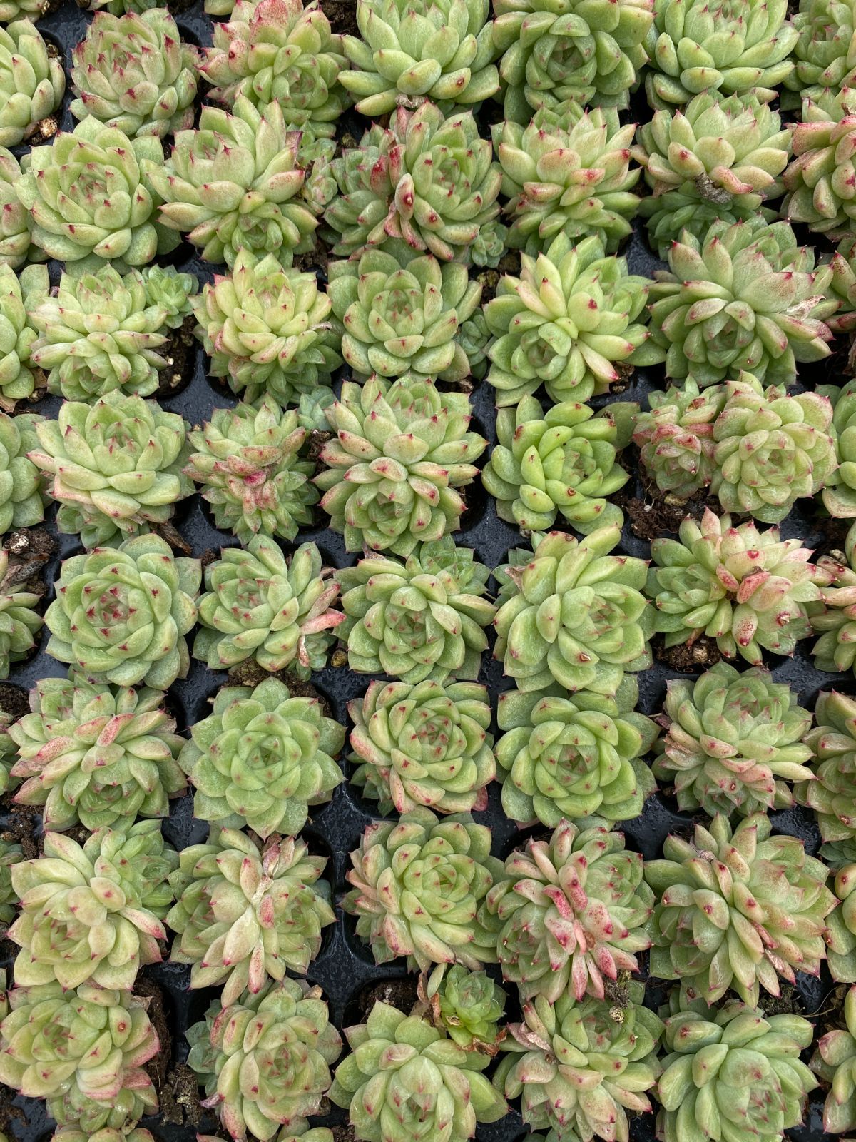 105苗×フウヒ 多肉植物 エケベリア セダム アエオニウム グラプトペタルム 韓国苗 寄せ植え XQS230