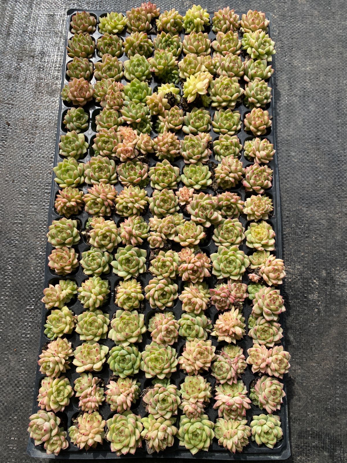 105苗×ホウオウビ 多肉植物 エケベリア セダム アエオニウム グラプトペタルム 韓国苗 寄せ植え XQS232