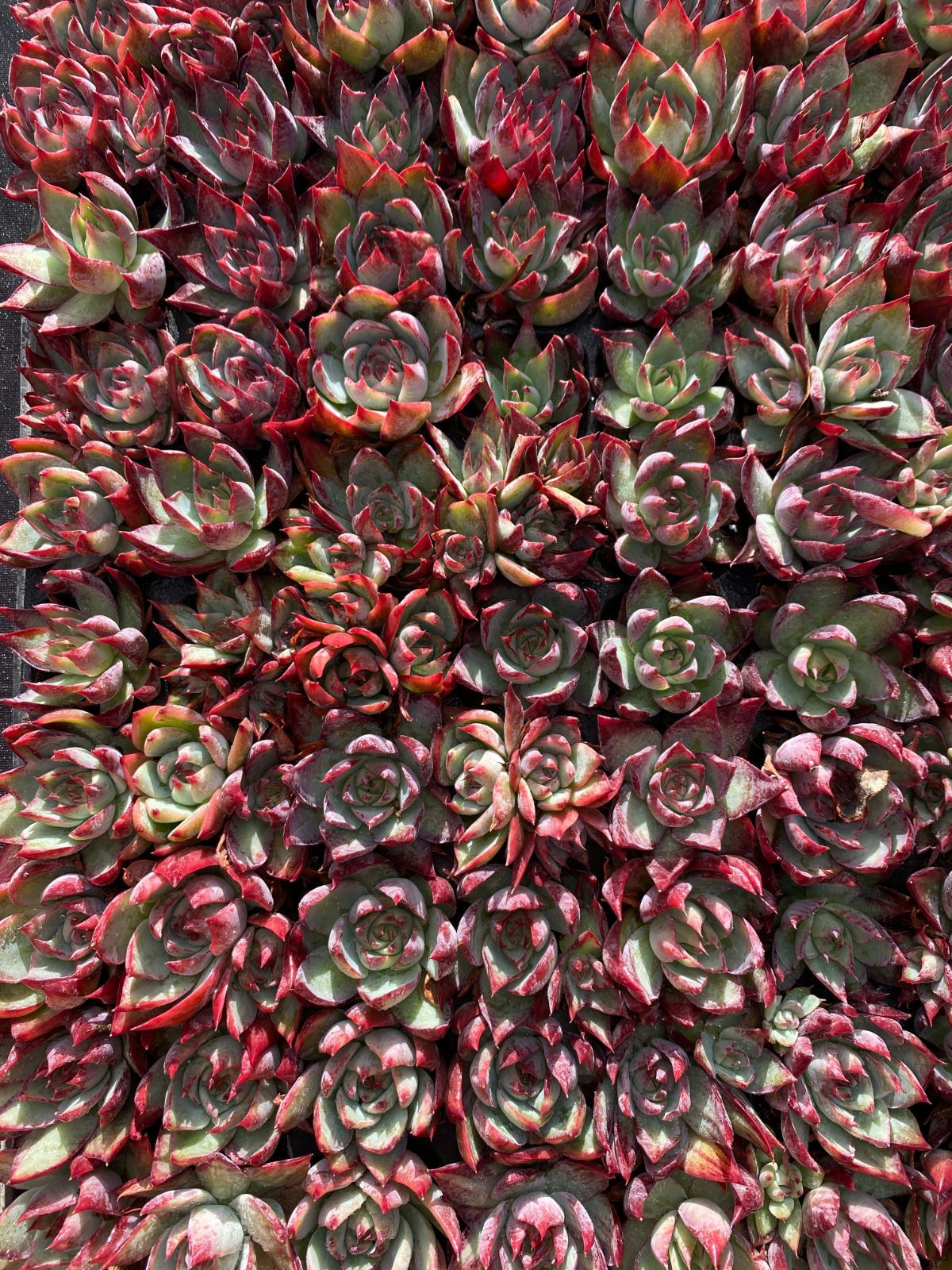 105苗×ケイコウヒメ 多肉植物 エケベリア セダム アエオニウム グラプトペタルム 韓国苗 寄せ植え XQS237