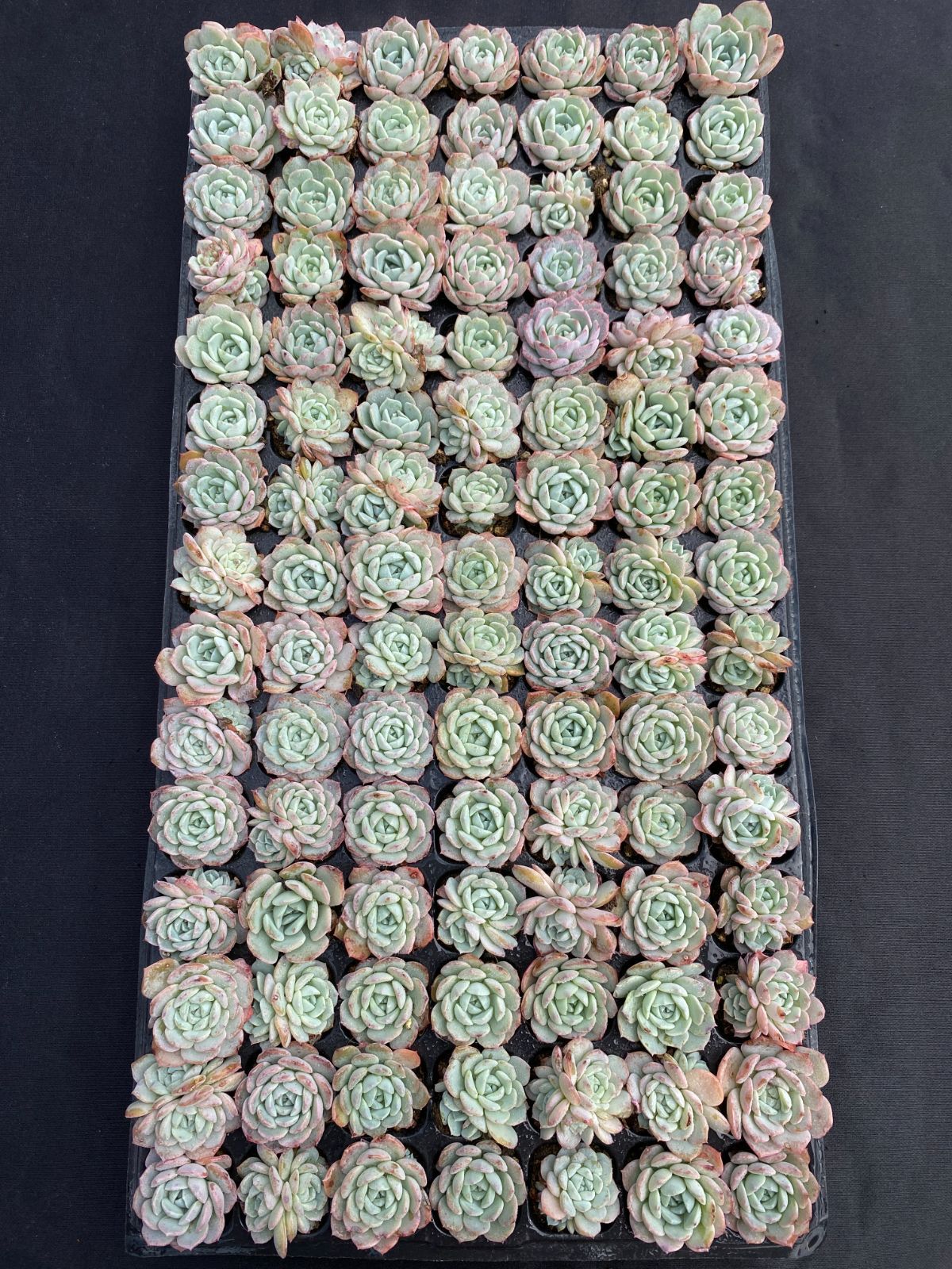 105苗×バンサ 多肉植物 エケベリア セダム アエオニウム グラプトペタルム 韓国苗 寄せ植え XQS252