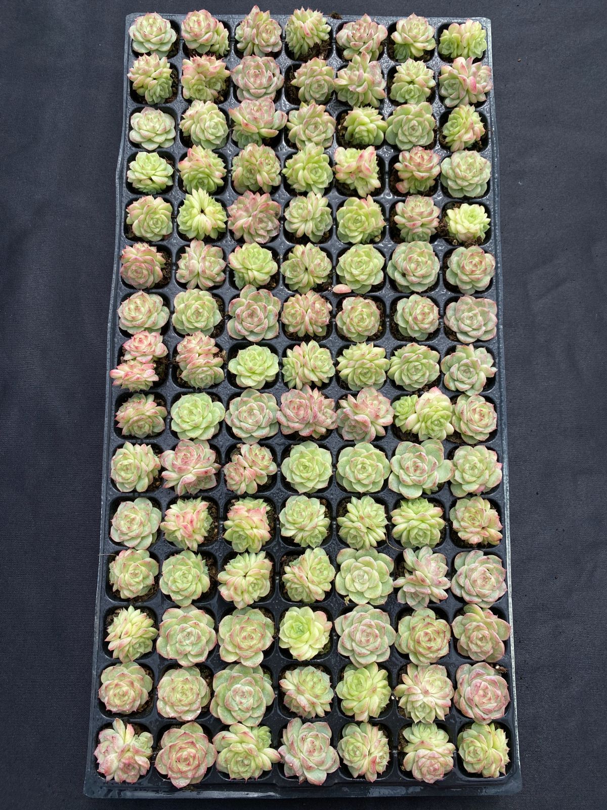 105苗×パンドラ 多肉植物 エケベリア セダム アエオニウム グラプトペタルム 韓国苗 寄せ植え XQS264