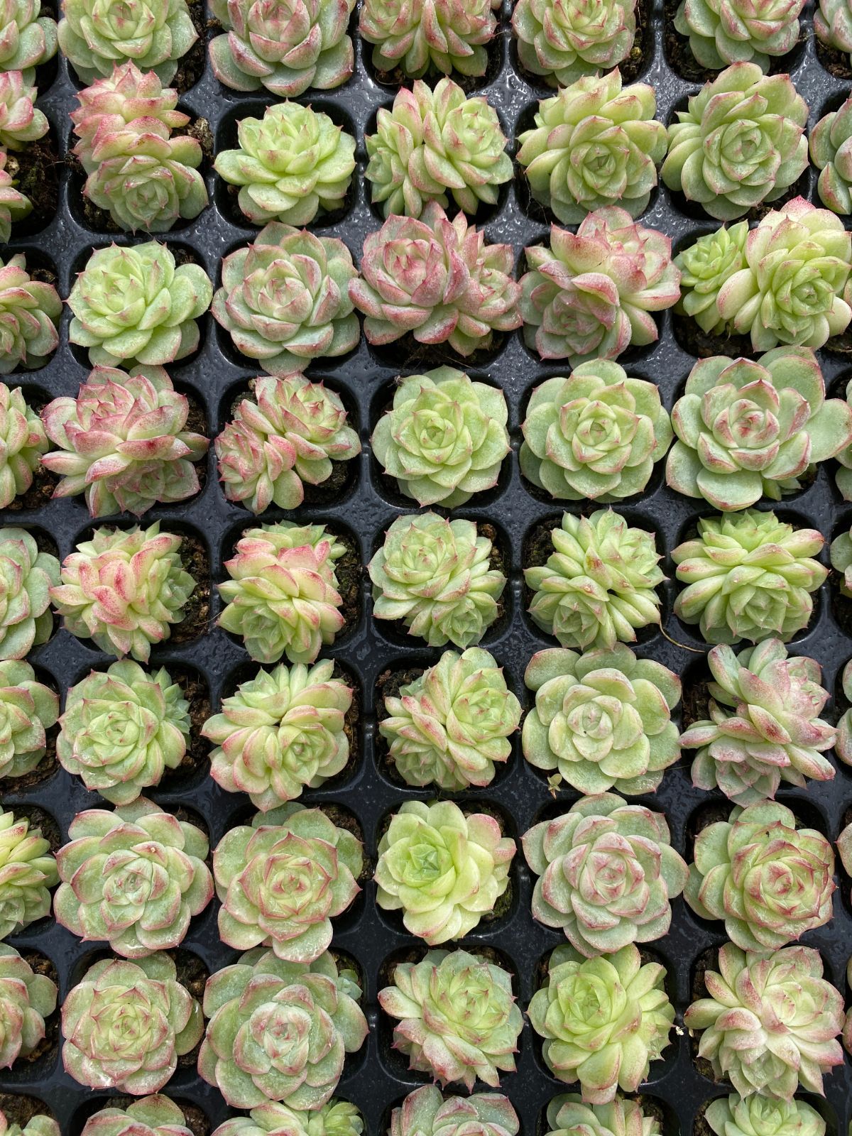 105苗×パンドラ 多肉植物 エケベリア セダム アエオニウム グラプトペタルム 韓国苗 寄せ植え XQS264