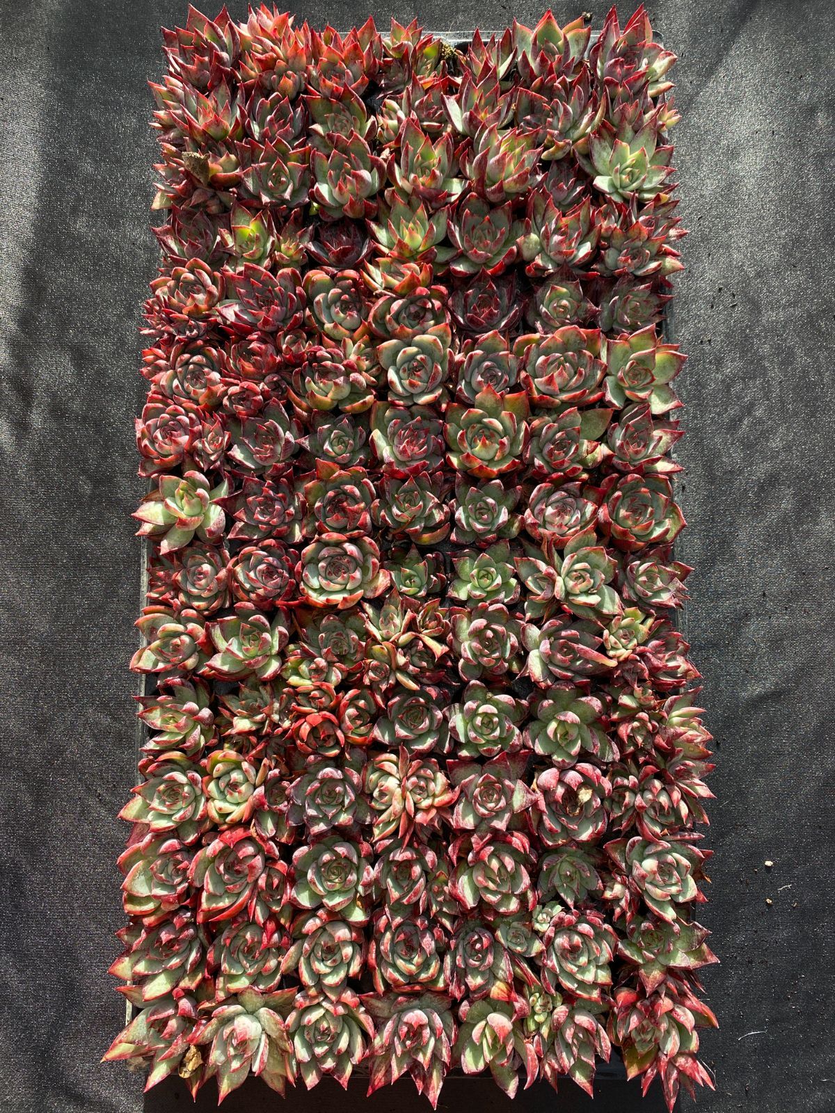 105苗×ケイコウヒメ 多肉植物 エケベリア セダム アエオニウム グラプトペタルム 韓国苗 寄せ植え XQS237