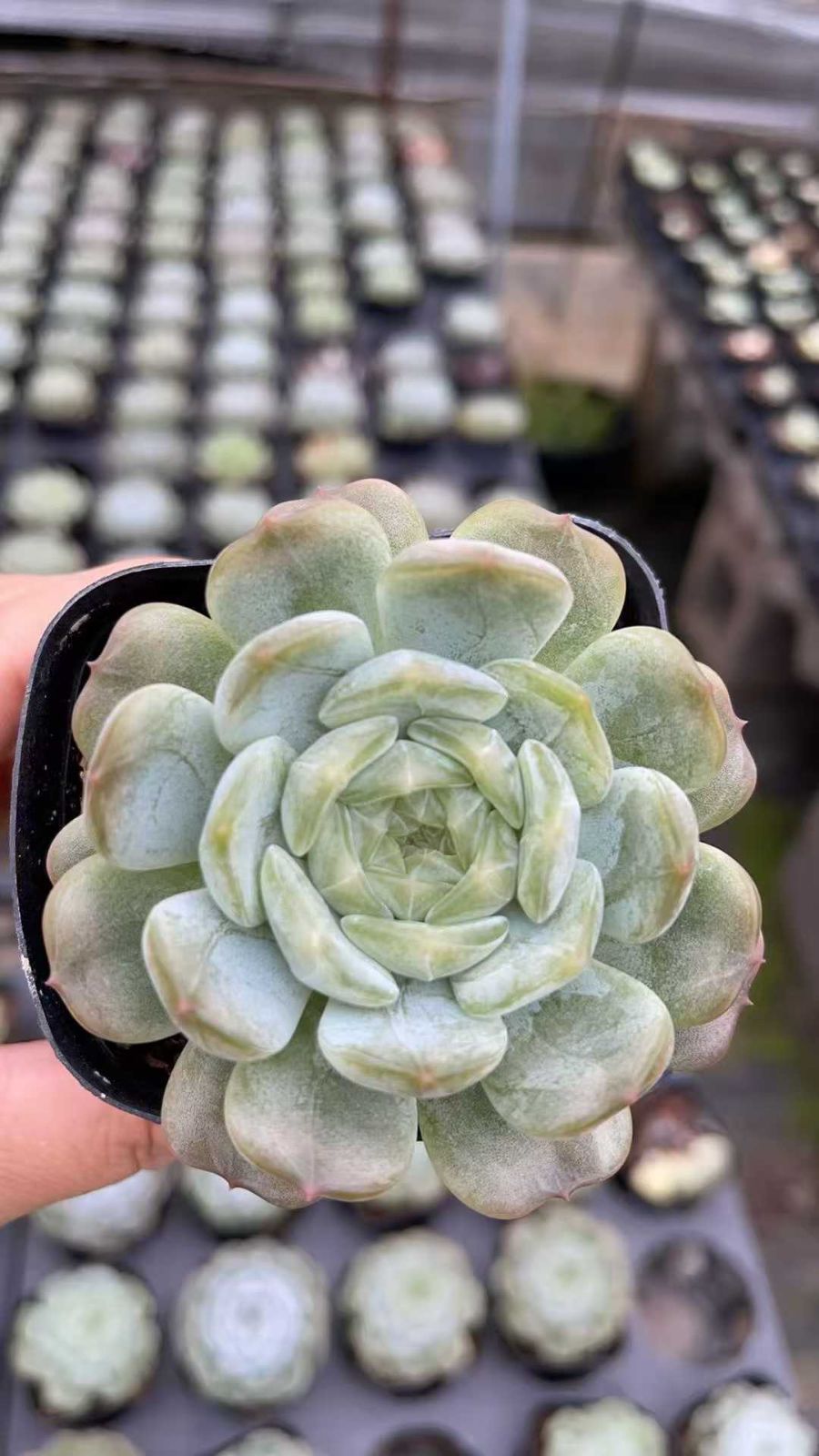 新発売 35株セット アイスラブリーローズ 抜き苗 多肉植物 佐川急便