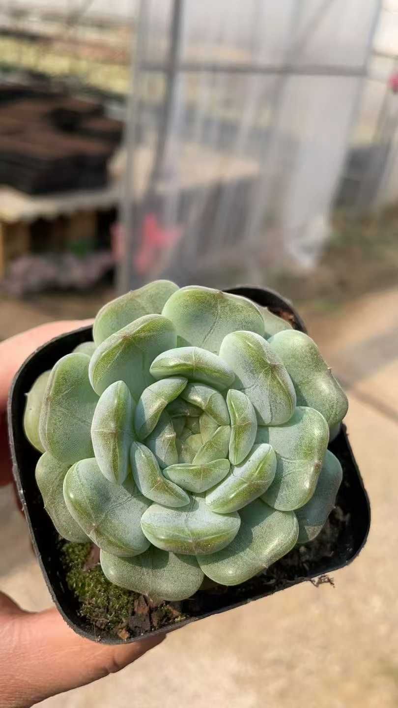 50株×ハクレン 多肉植物 エケベリア セダム アエオニウム グラプトペタルム 韓国苗 寄せ植え ZA722