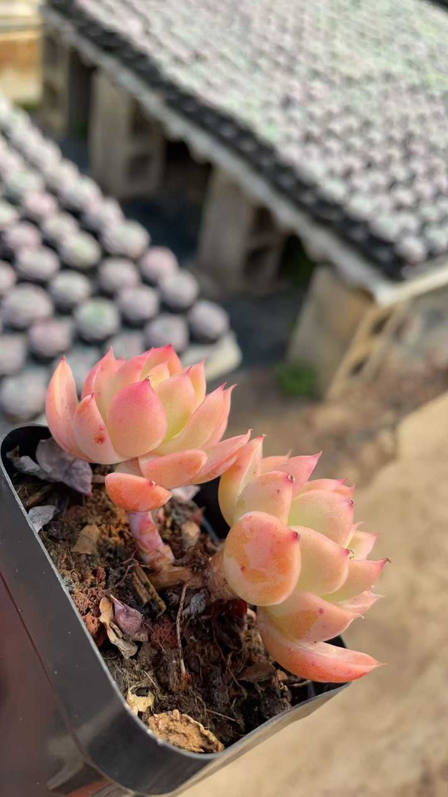 50株×シルクベール 多肉植物 エケベリア セダム アエオニウム グラプトペタルム 韓国苗 寄せ植え ZA725