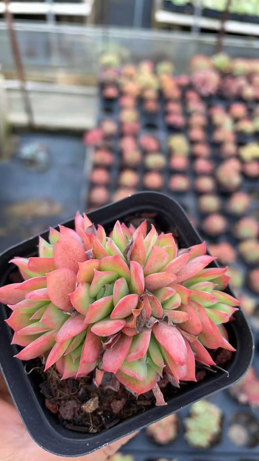 50株×キラ 多肉植物 エケベリア セダム アエオニウム グラプトペタルム