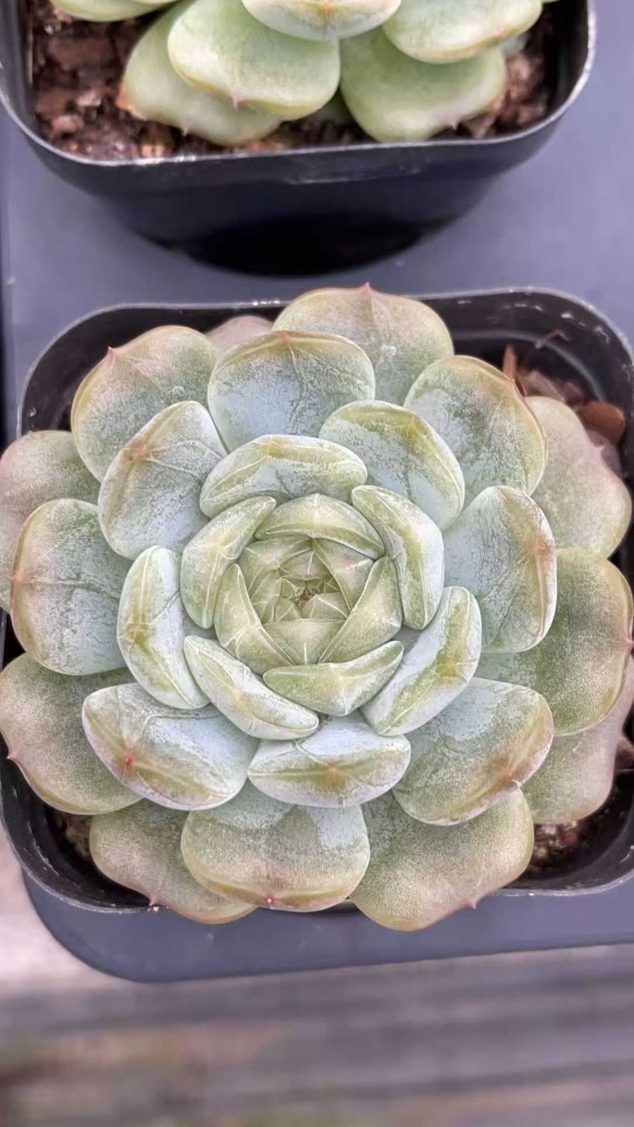 105苗 トト 土と根付き 多肉植物 エケベリア 韓国苗 サボテン