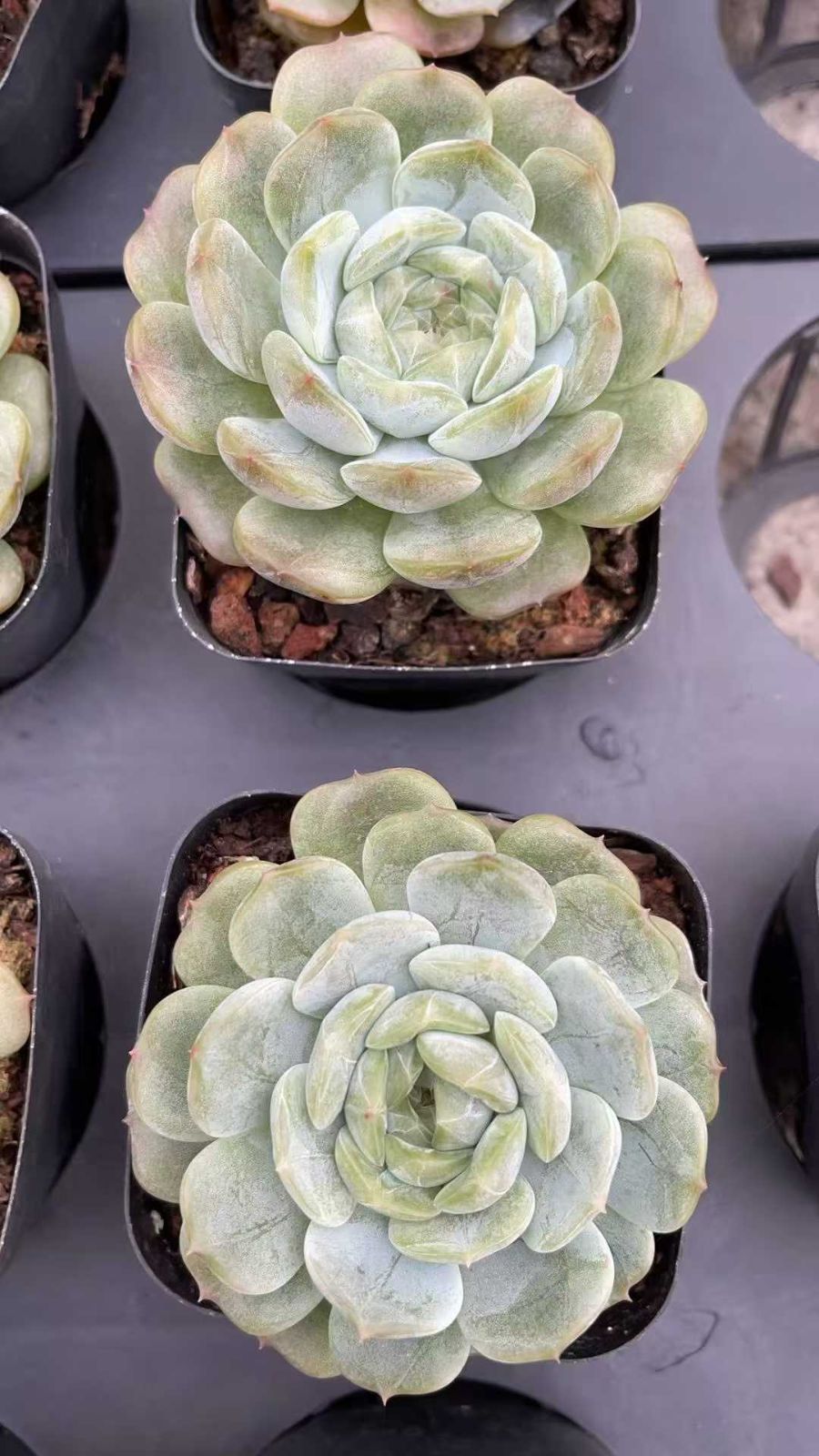 新入荷 美杏錦 XQS71×105苗 土付き 多肉植物 詰め合わせ エケベリア