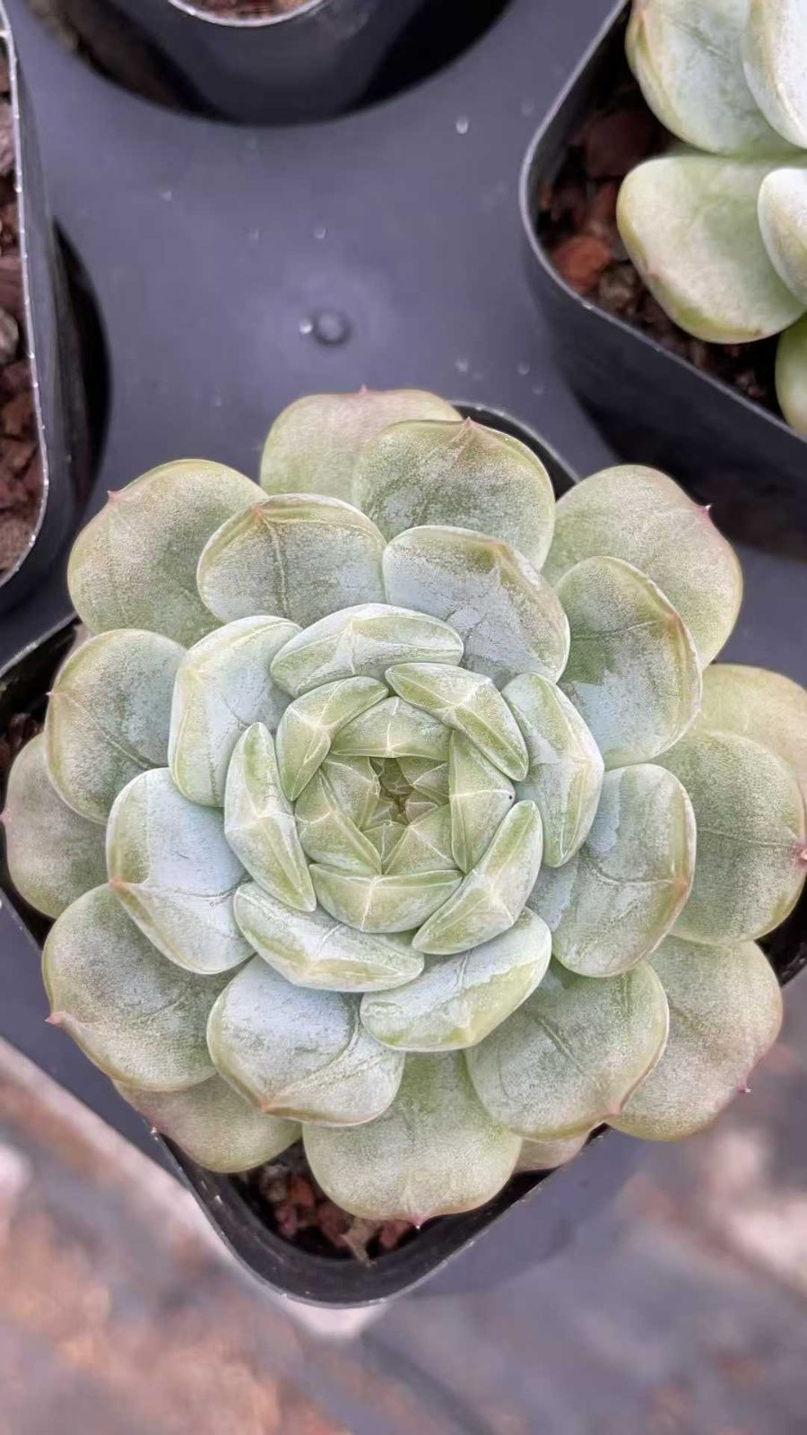 新発売 35株セット ローリー 抜き苗 多肉植物 佐川急便発送 エケベリア