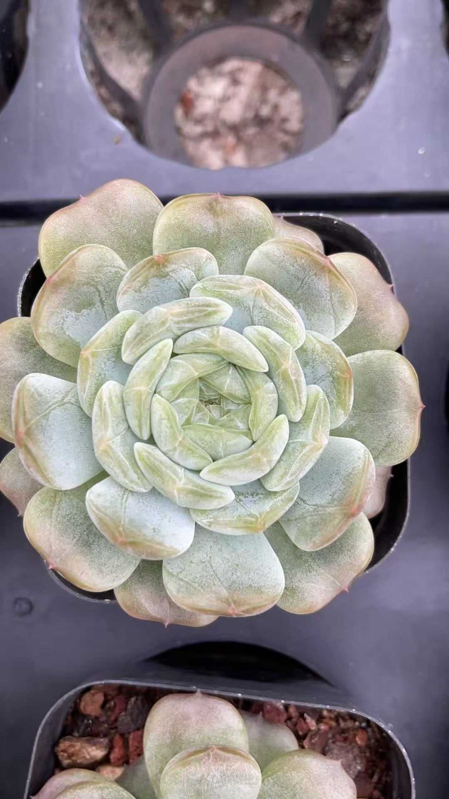 K*Z様 R19 15種類の土と根付き105苗セット 多肉 エケベリア