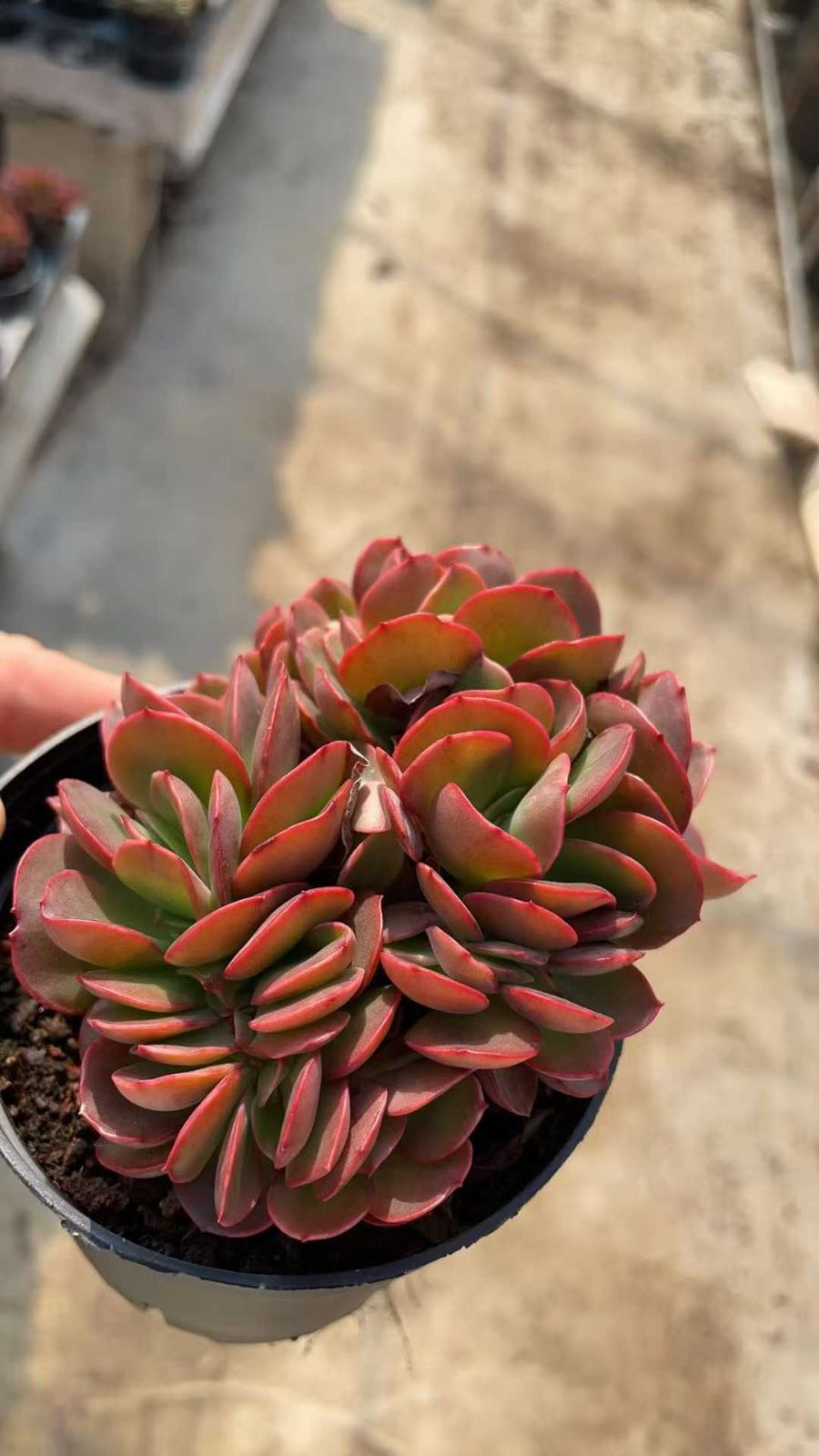 Mini gt Lamborghini gravity 6 台( 6 set )