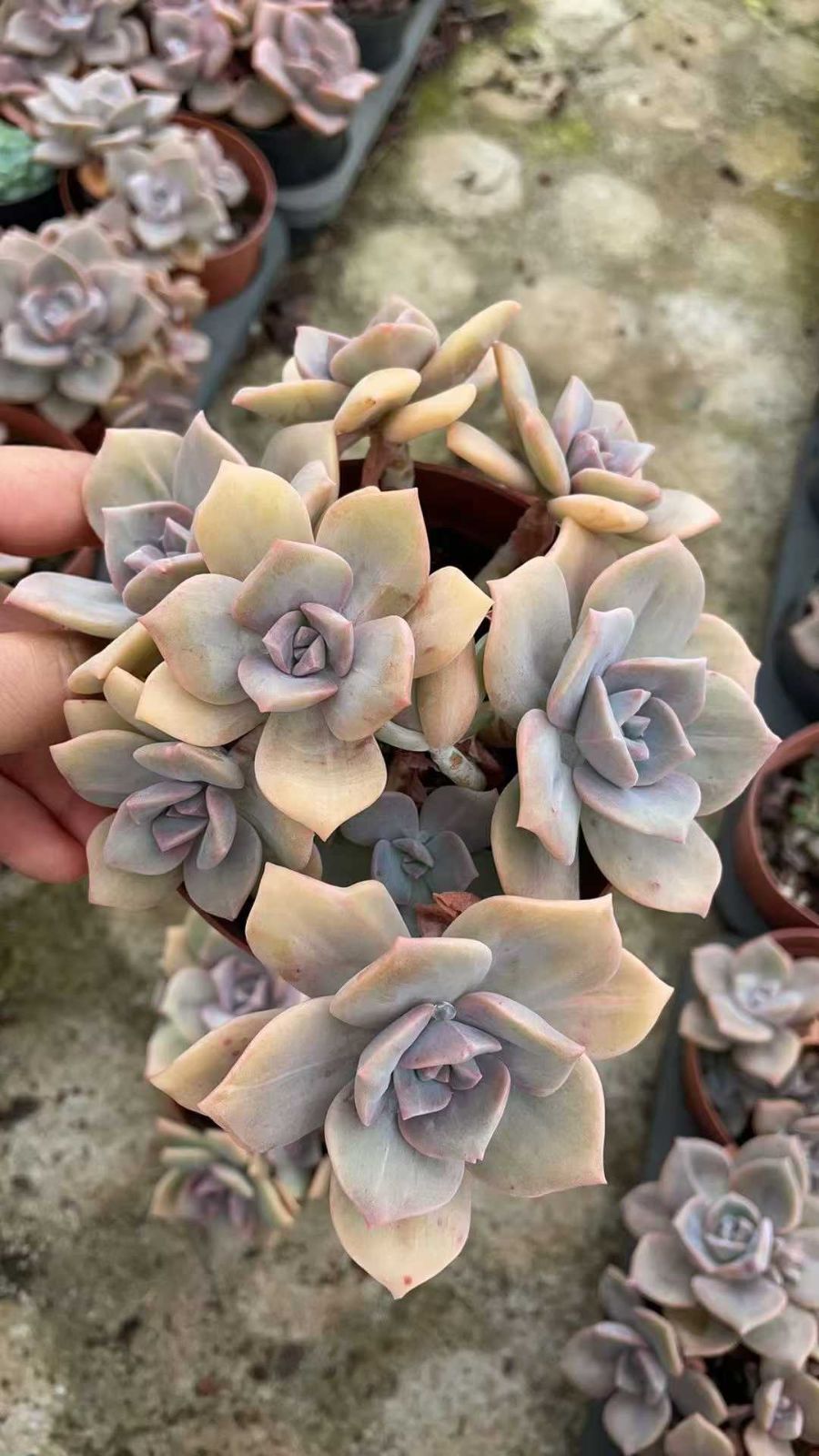 木村渡雲 古銅網代紋四足水盤 32cm 江戸後期