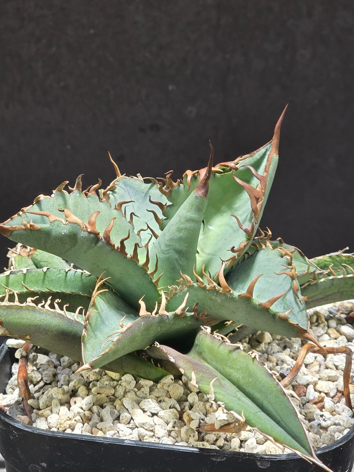 アガベ デザートダイヤモンド 特大株 03 アガベ デザートライトニング