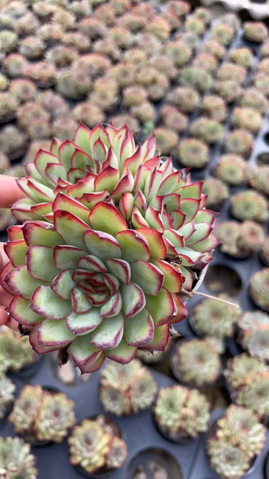 アエオニウム　韓国苗　オクス　多肉植物　ポコ多肉 碧玉(アエオニウム) 韓国苗 | RuPo 多肉植物専門店