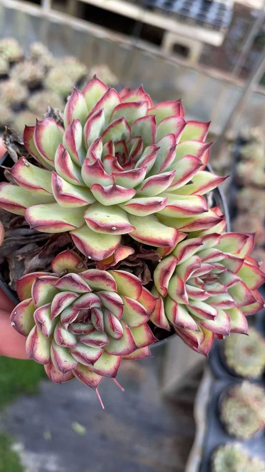 18株×ミートソース 多肉植物 エケベリア セダム アエオニウム
