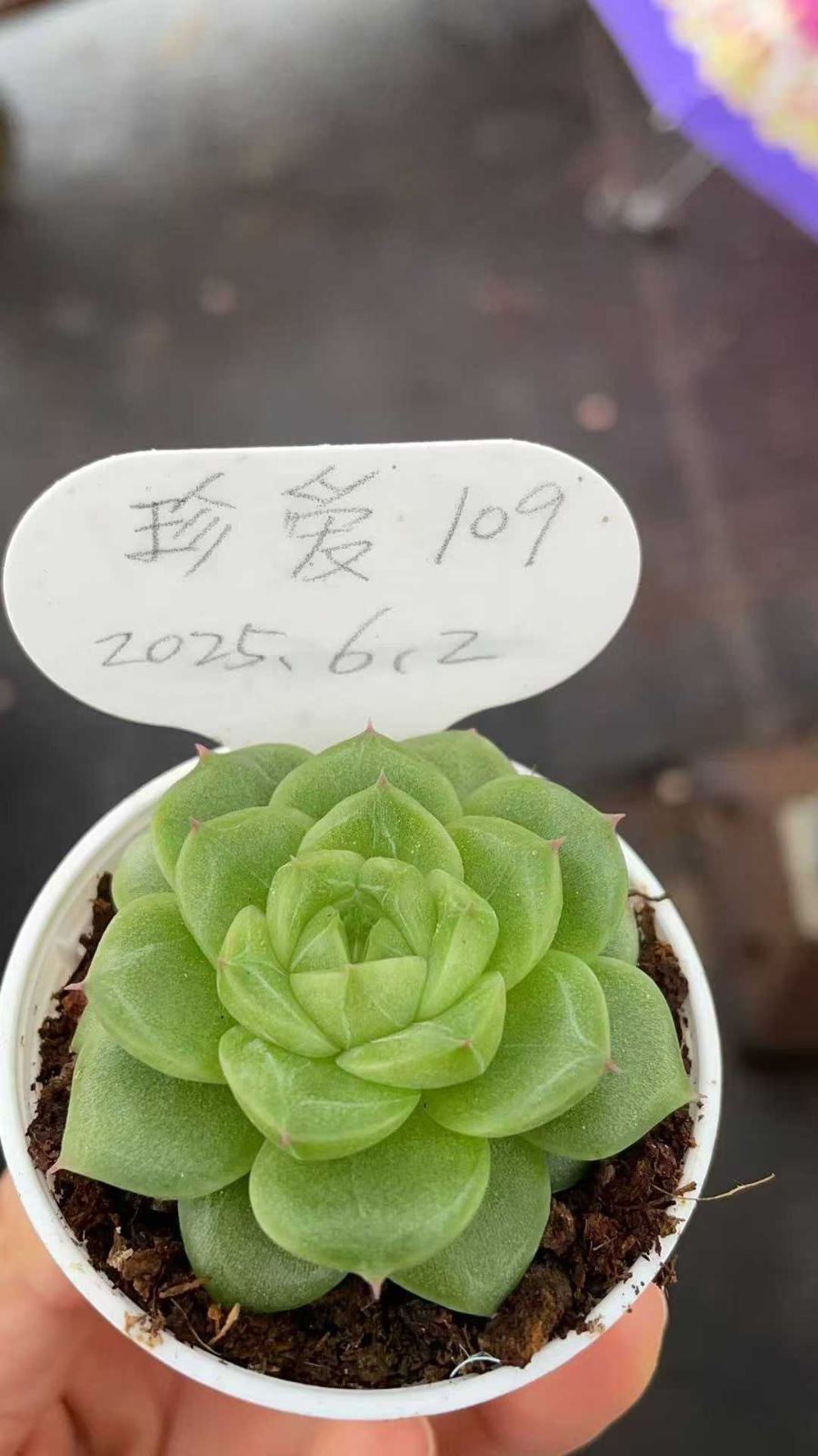 50株×ピーシーセキレン 多肉植物 エケベリア セダム アエオニウム