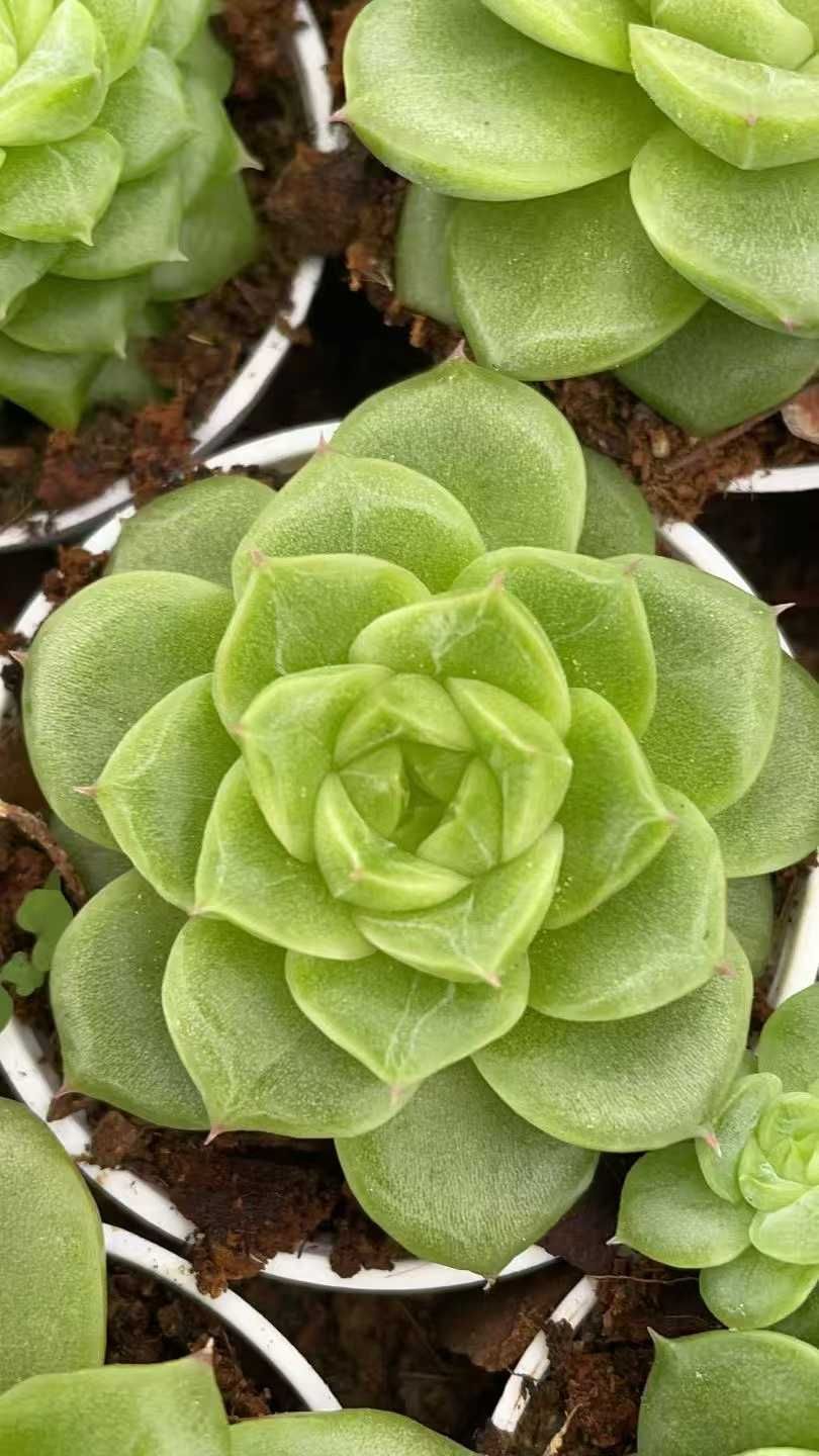 アエオニウム　韓国苗　オクス　多肉植物　ポコ多肉 新入荷 チョコレート錦 Z91×18苗 土鉢付き 多肉植物 アエオニウム