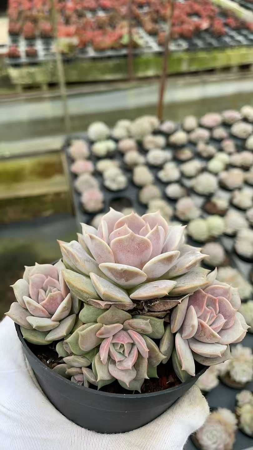 明治時代 鉄製 燭台 高さ可変 オブジェ 骨董品 アンティーク