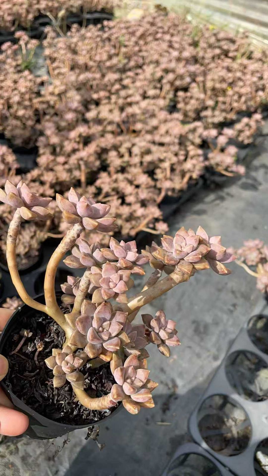 希少品 初音ミク 夕日坂 特典 CD doriko YURiCa 花たん