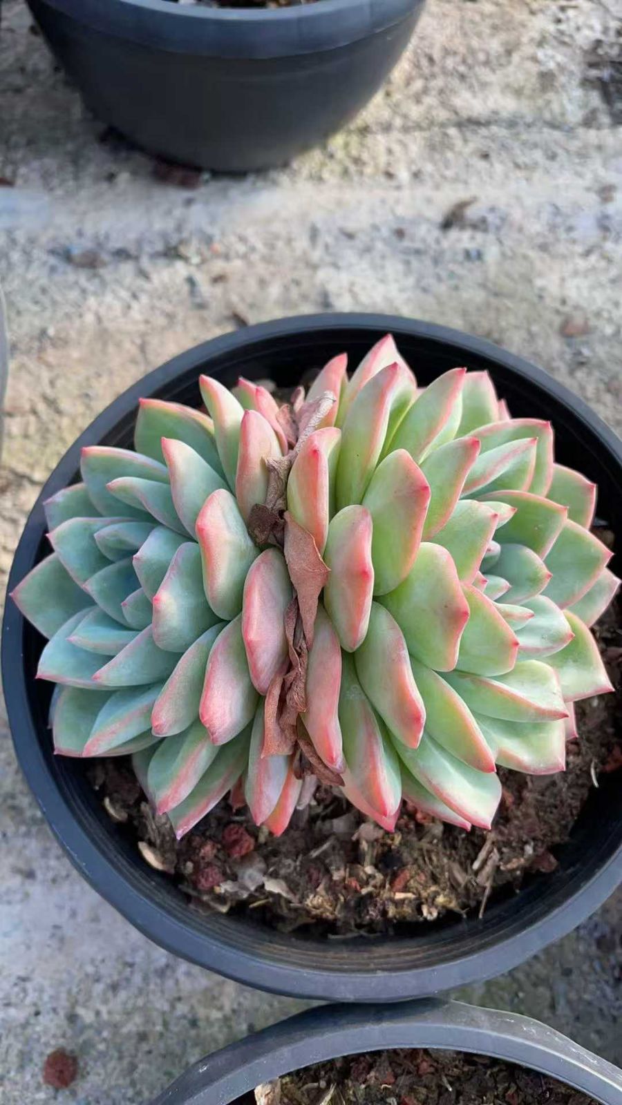 ちっちゃな多肉の寄せ植え（エケベリア・セダム） 8株×パフ 多肉植物 エケベリア セダム アエオニウム グラプトペタルム