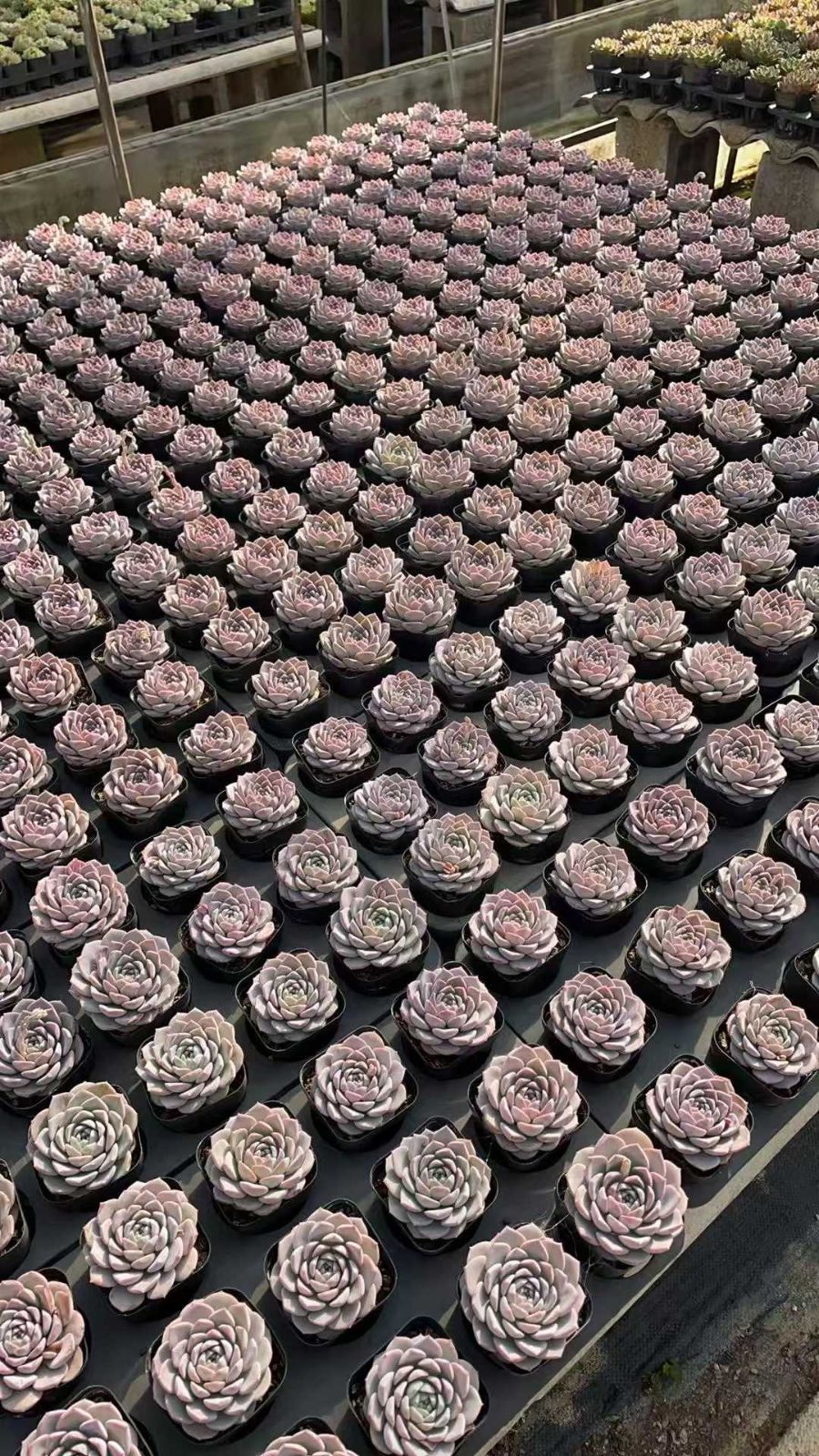 に子の市 サボテン 金鯱 エキノカクタス 12号 逸品 ロックガーデン