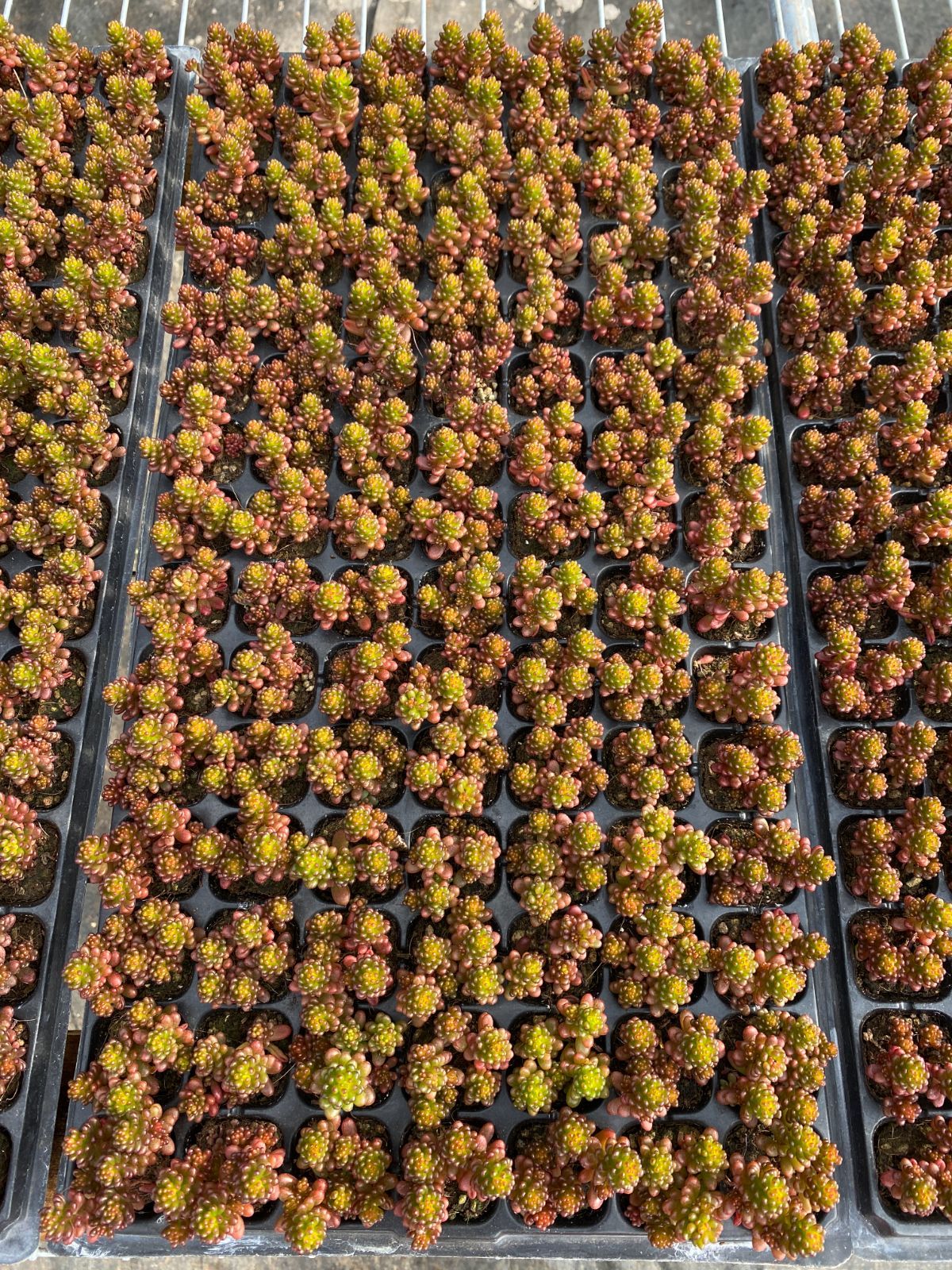 105苗×ベリー 多肉植物 エケベリア セダム アエオニウム グラプトペタルム 韓国苗 寄せ植え XQS347