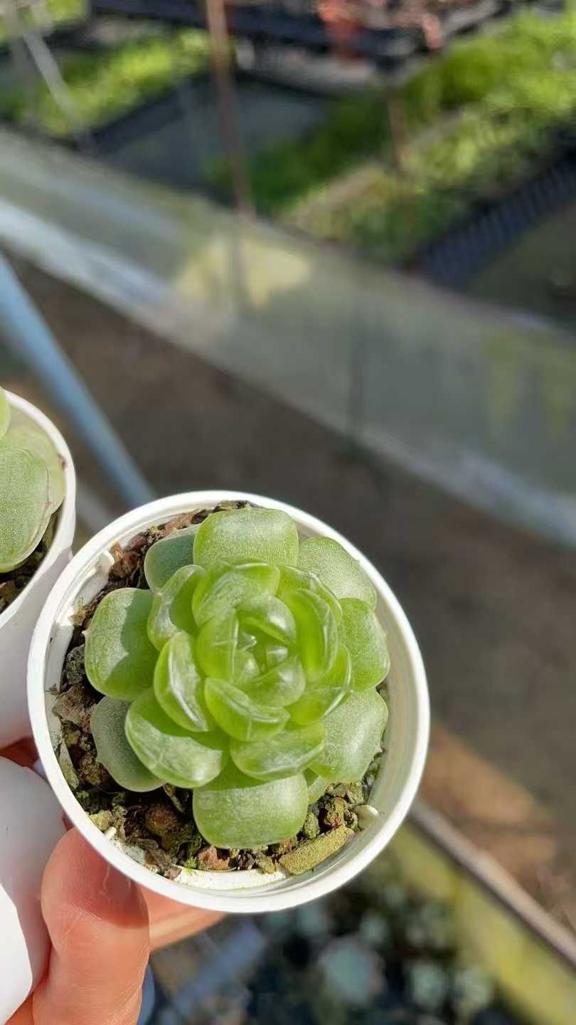 50株の抜き苗セット】エレン錦 多肉植物 佐川急便発送 エケベリア 韓国