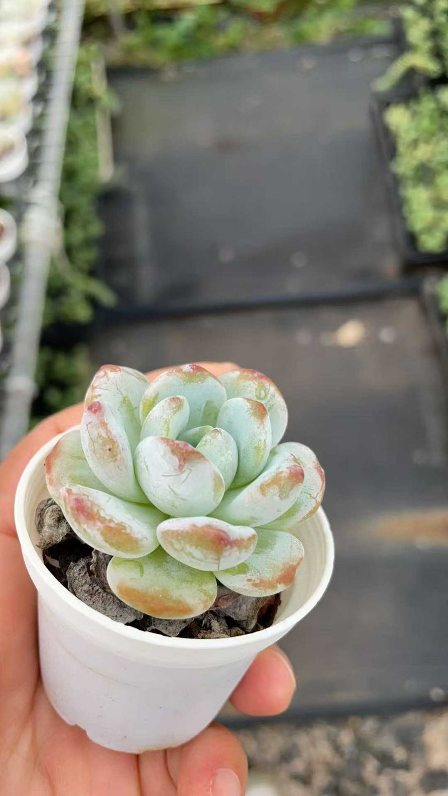 50株×レイコウ 多肉植物 エケベリア セダム アエオニウム