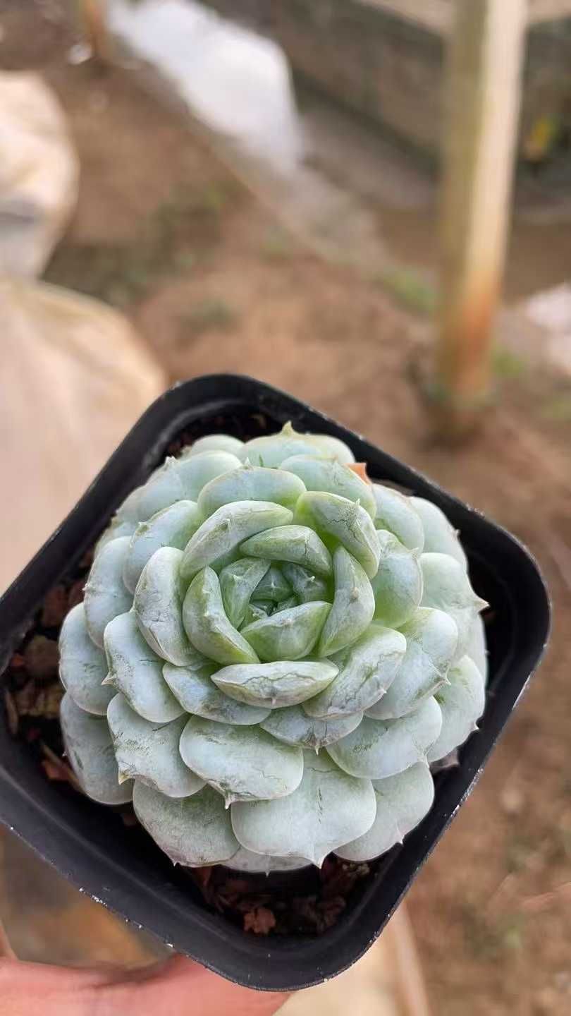 新入荷 花火 XQS117×105苗 多肉植物 詰め合わせ エケベリア サボテン