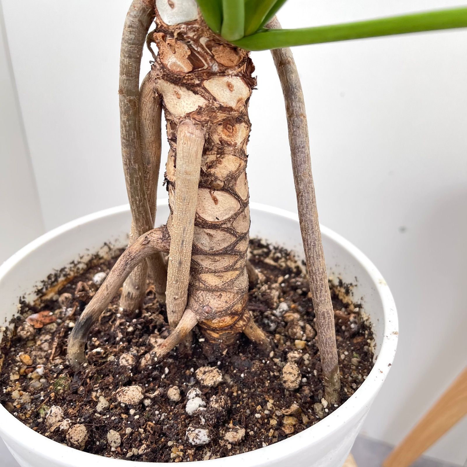 浦風　椿　接木苗　鉢底約100cm 椿園オンラインショップ / 混色系 浦風 椿 接木苗 鉢底約100cm