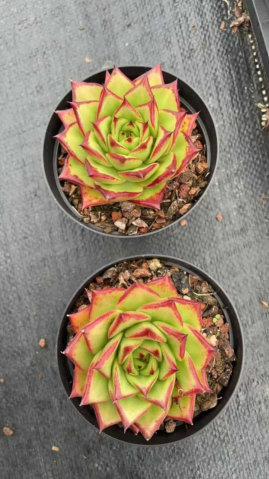 2025AW⭐️スーパービューティー⭐️ ダンボールニットロングパーカー 44