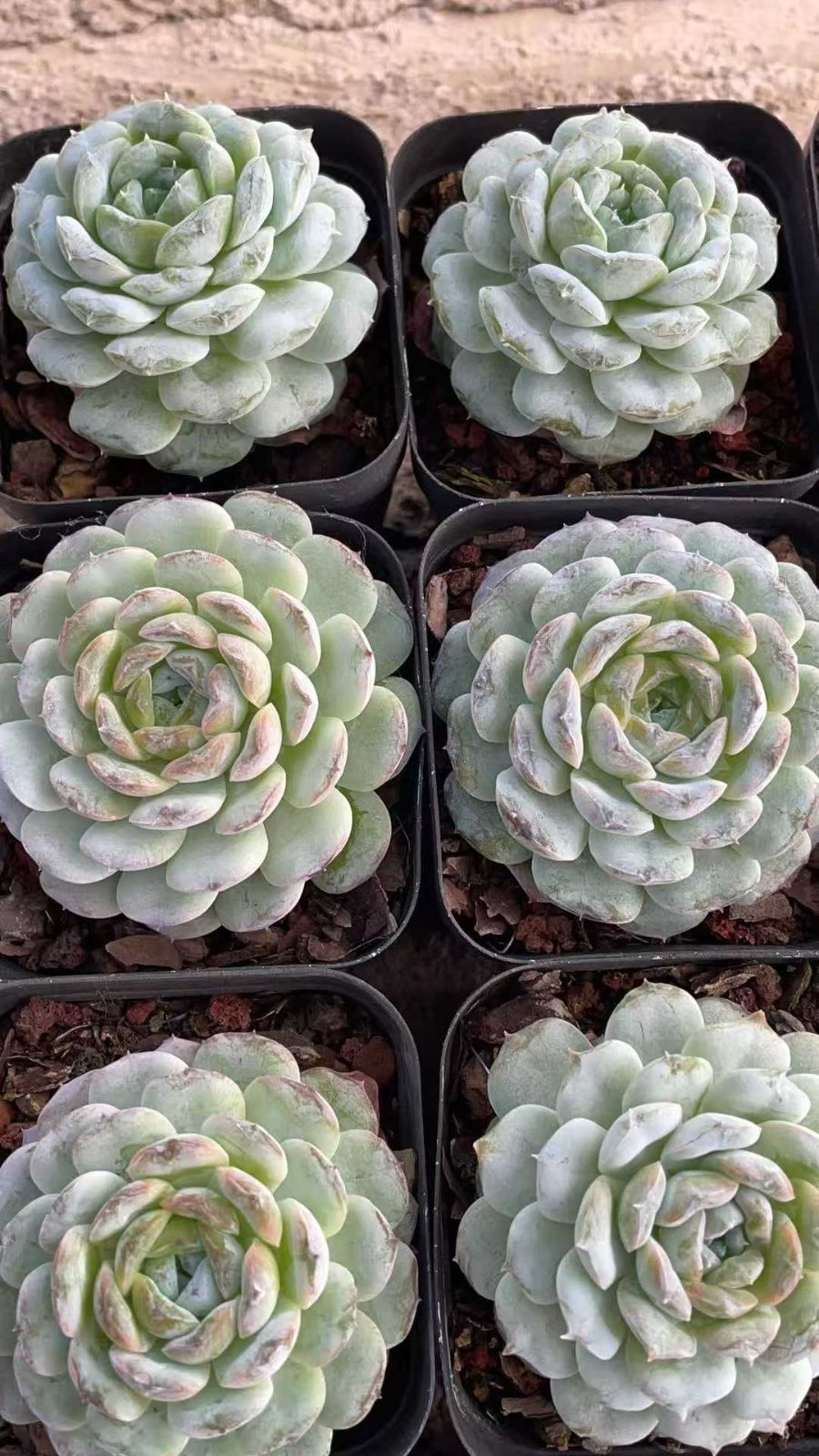 小売 12株×カメラニシキ 多肉植物 エケベリア セダム アエオニウム