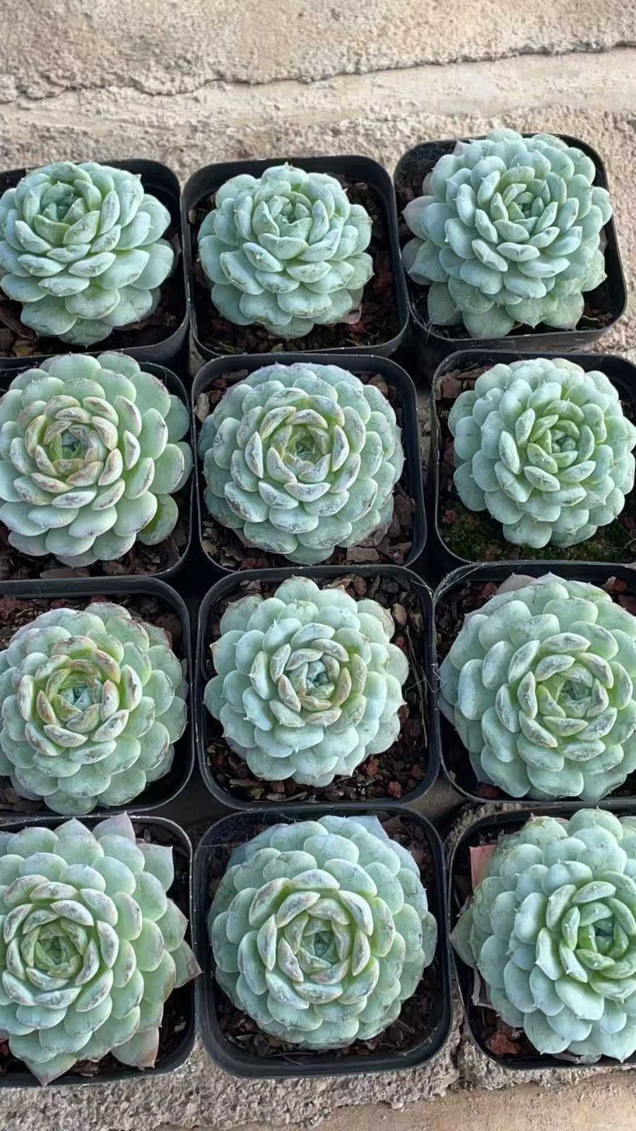 新発売 35株セット ローリー 抜き苗 多肉植物 佐川急便発送 エケベリア