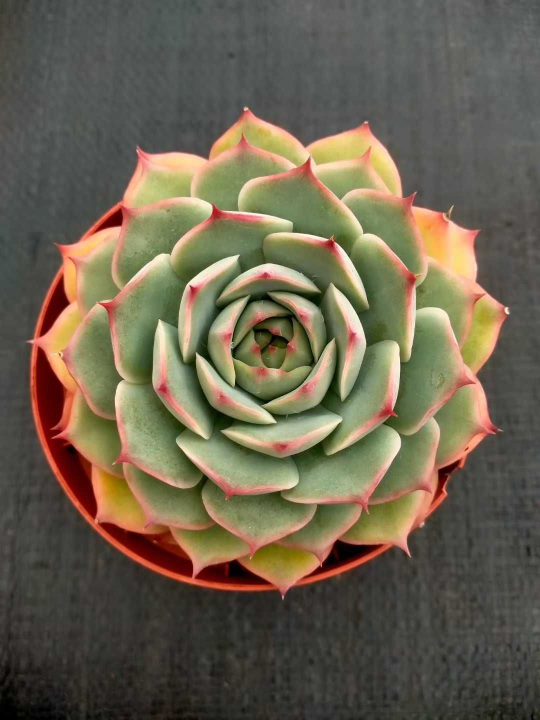 24株×ピンクヒント 多肉植物 エケベリア セダム アエオニウム