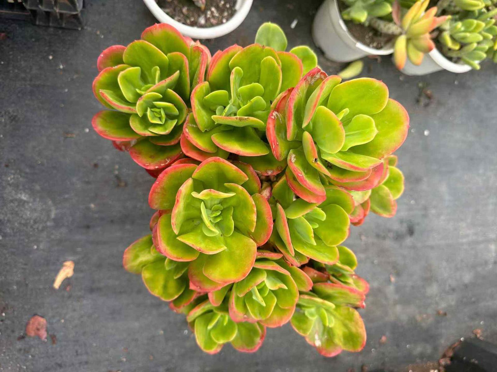 6株×コウバイ 多肉植物 エケベリア セダム アエオニウム