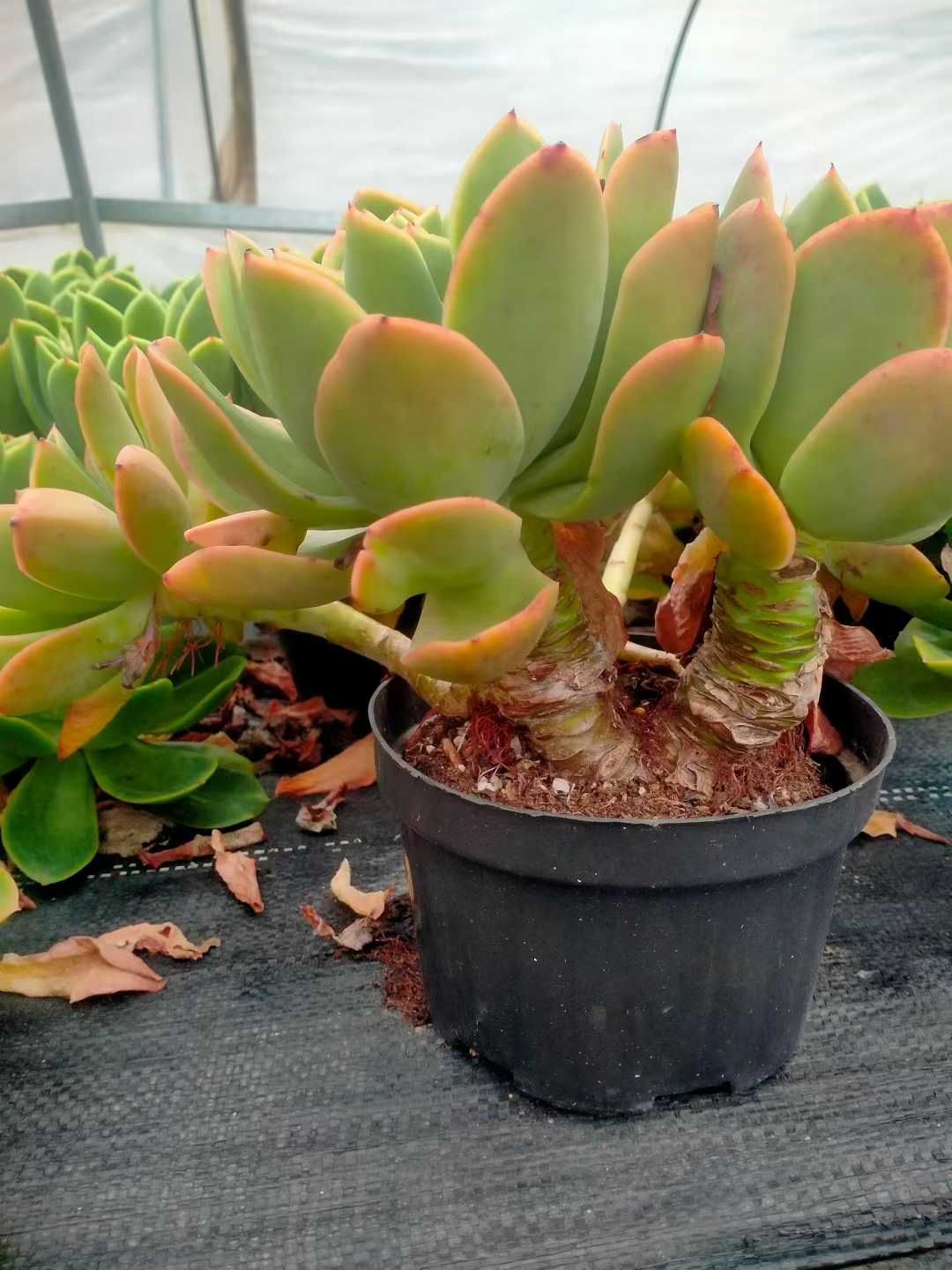 12株×キンキ 多肉植物 エケベリア セダム アエオニウム