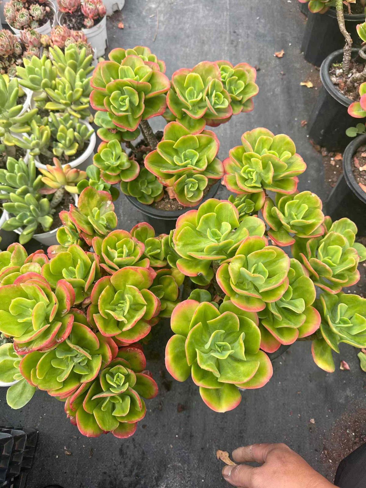 6株×コウバイ 多肉植物 エケベリア セダム アエオニウム