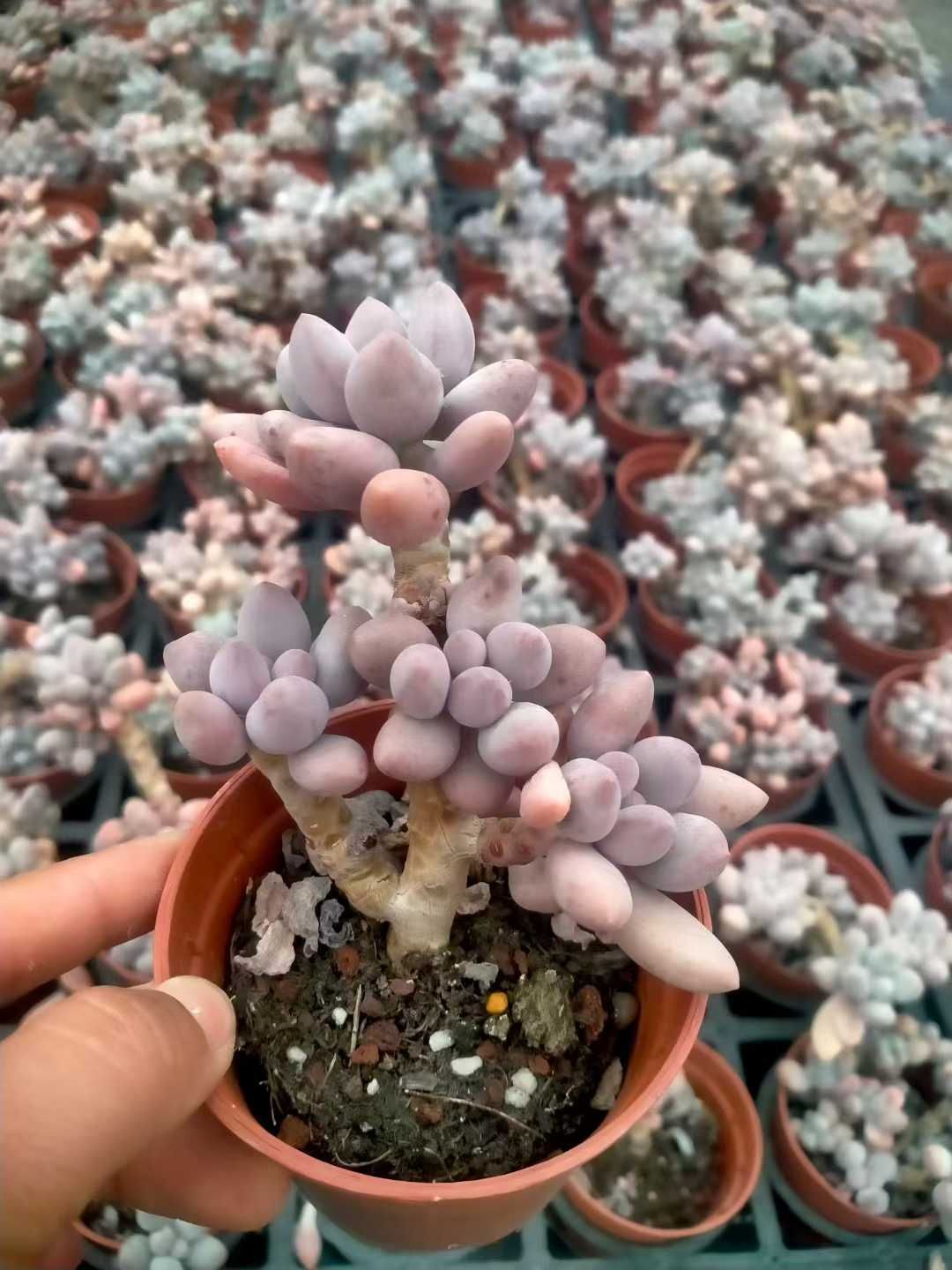 GQXQS72×105苗 ピンクラバーズ 抜き苗 多肉植物 アエオニウム