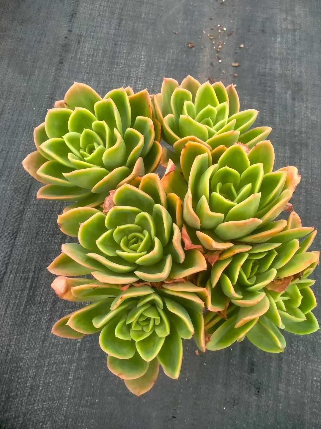 ピンクレモネード 6年生 剪定済み 中型果樹 黒鉢 植木 ピンクレモネード 6年生 剪定済み 中型果樹 黒鉢 植木