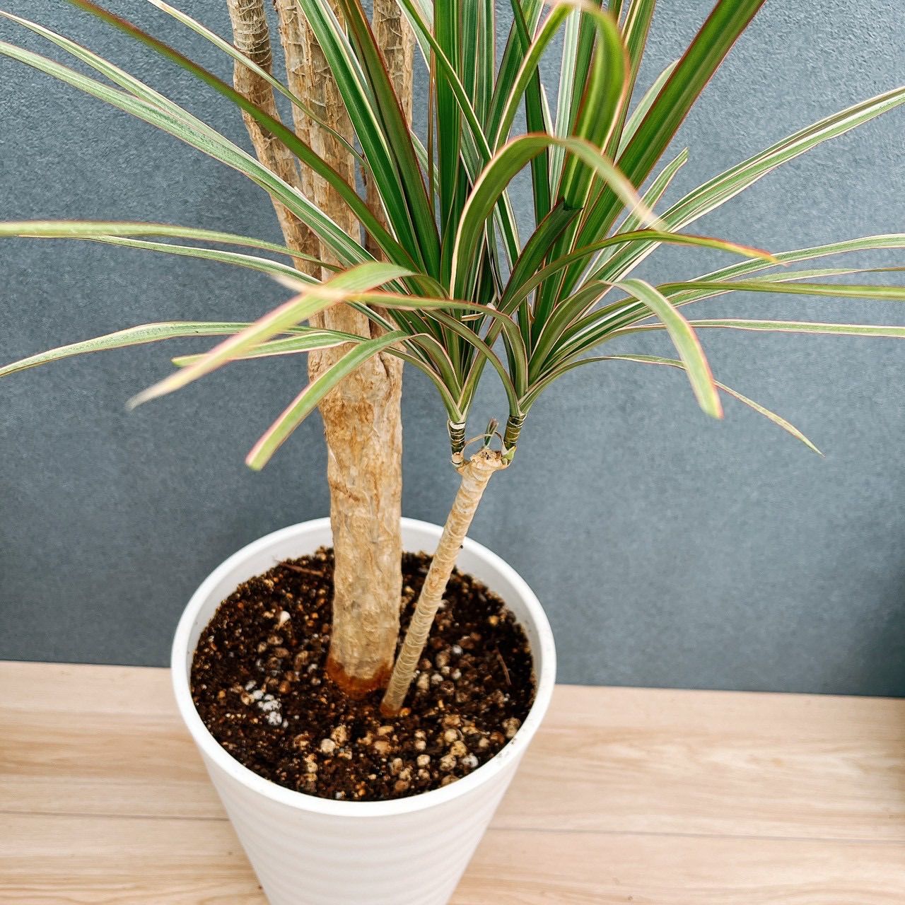 現品］7番 ドラセナ コンシンネ トリカラー 観葉植物 室内 8号