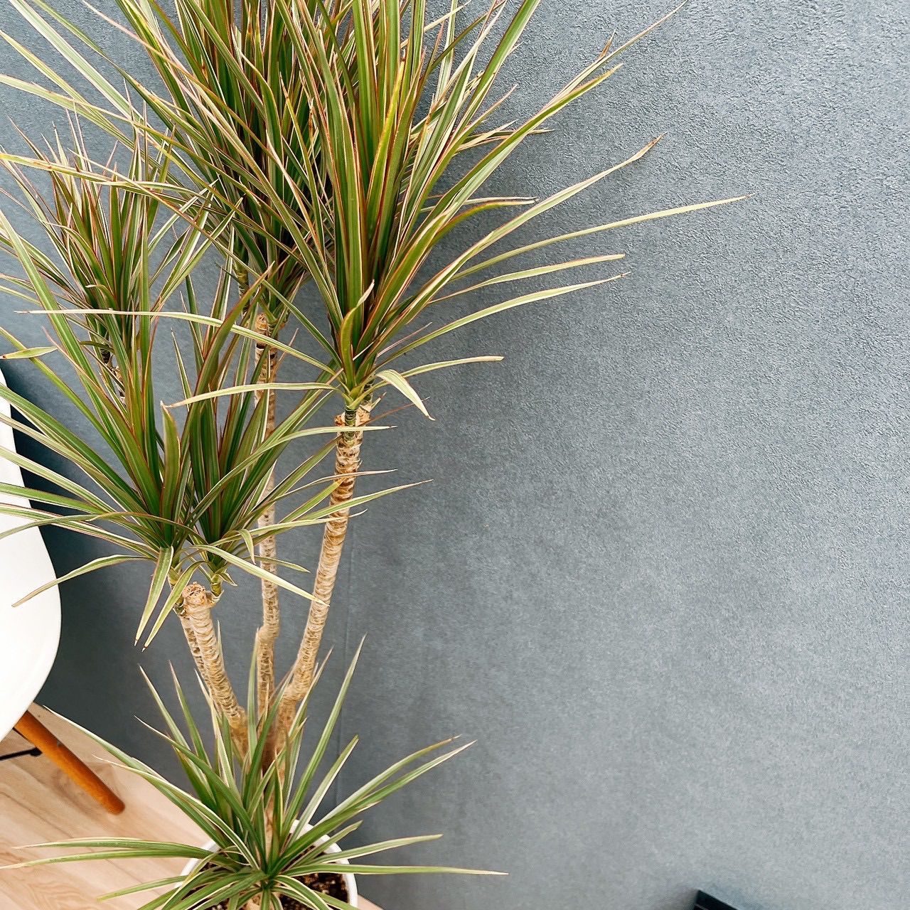 現品 7番 ドラセナ コンシンネ トリ 観葉植物 室内 8号 スタイリッシュ かっこいい