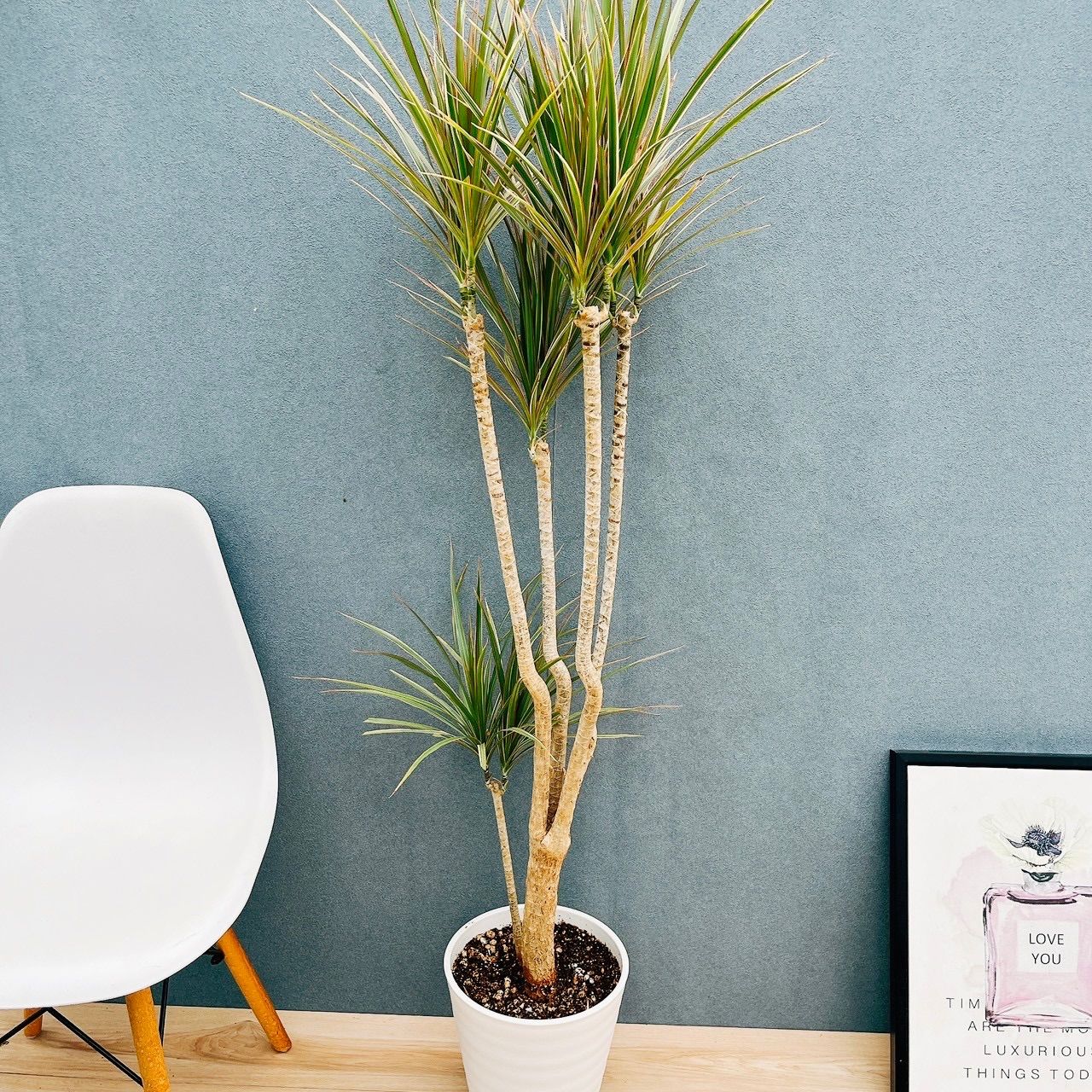 現品］7番 ドラセナ コンシンネ トリカラー 観葉植物 室内 8号