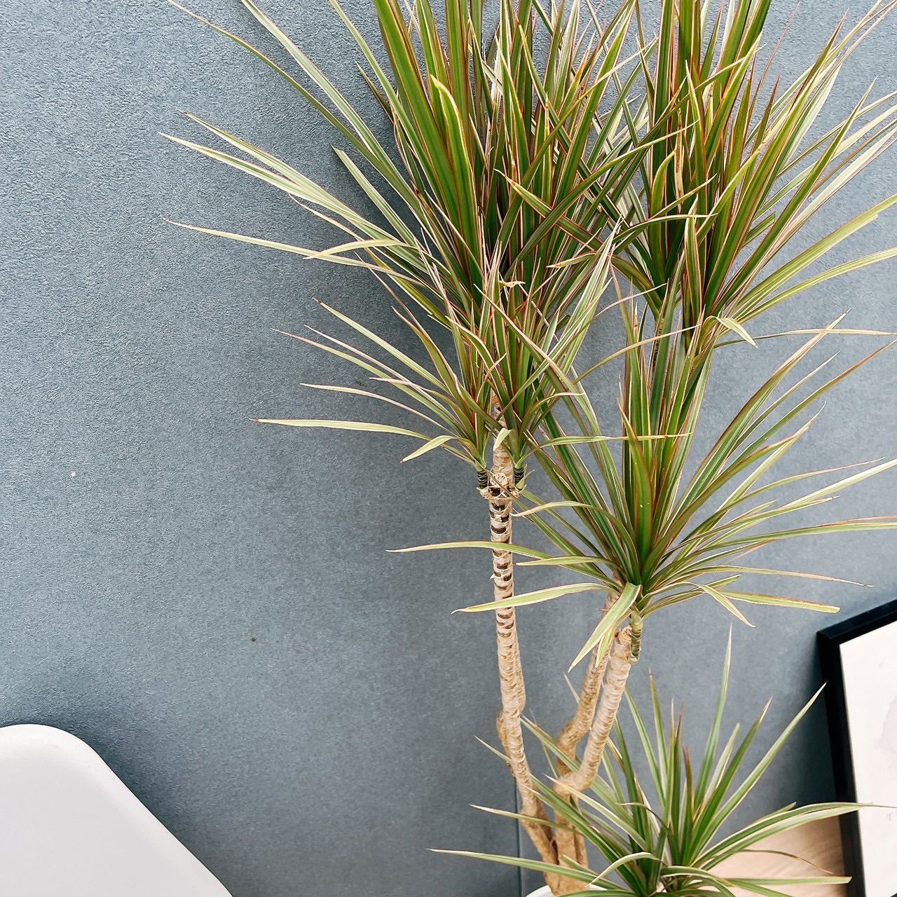 現品］7番 ドラセナ コンシンネ トリカラー 観葉植物 室内 8号