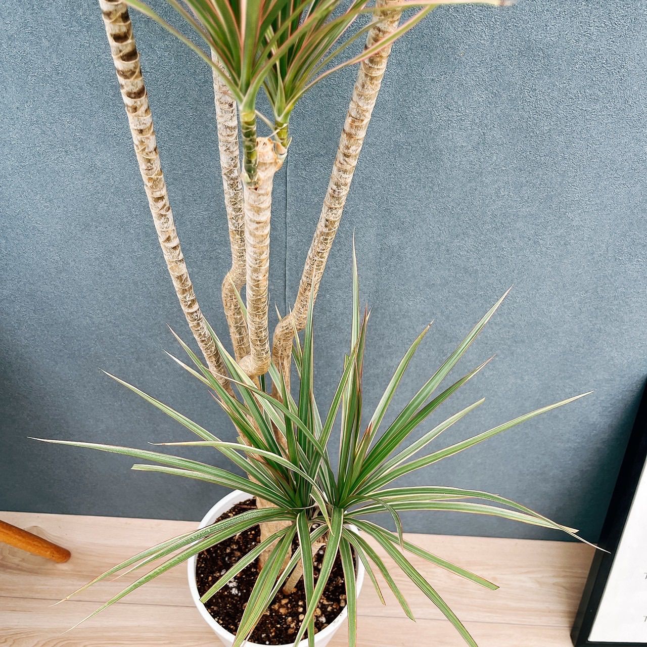 現品］7番 ドラセナ コンシンネ トリカラー 観葉植物 室内 8号