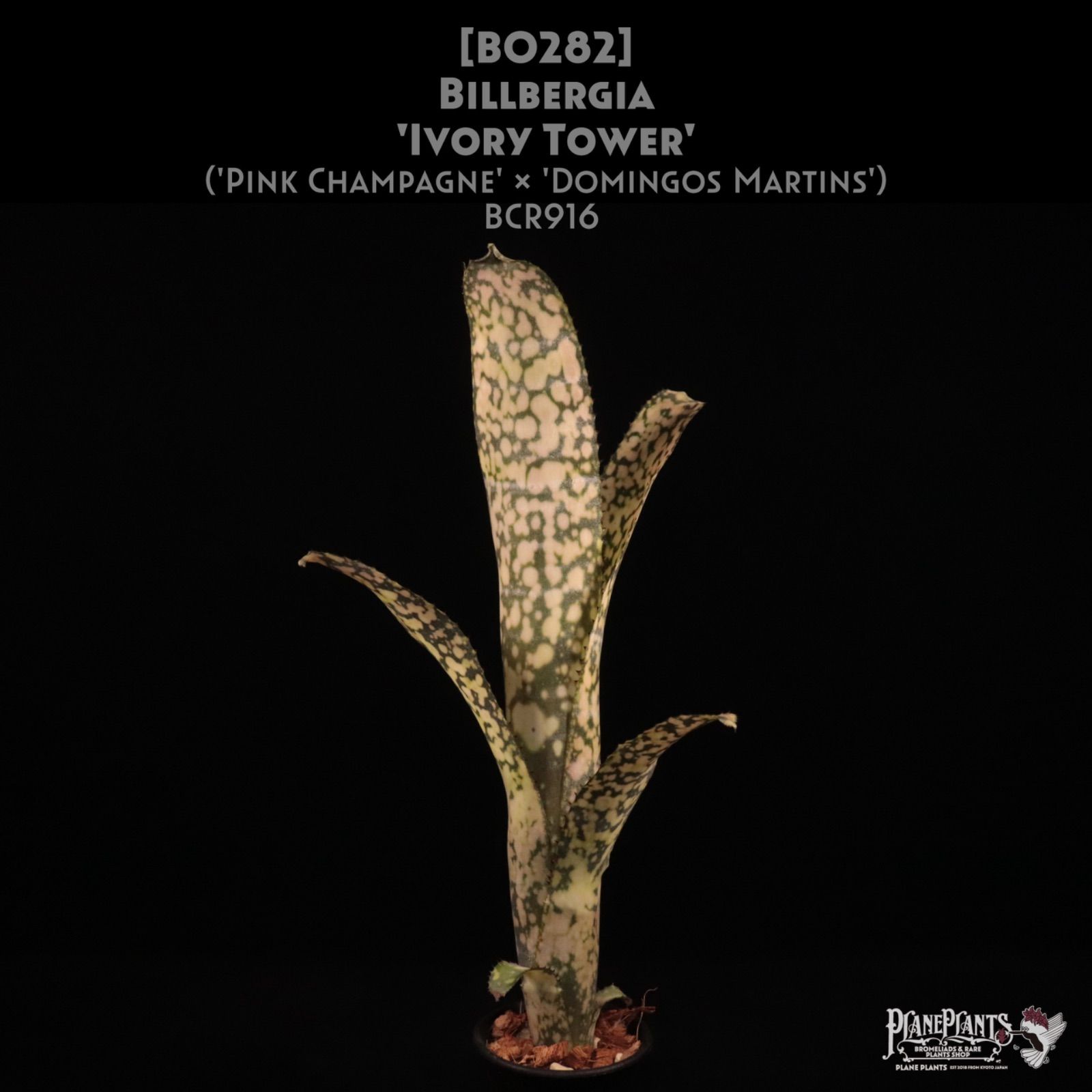 Billbergia Ivory Tower 〔ビルベルギア〕現品発送B0282 plane plants