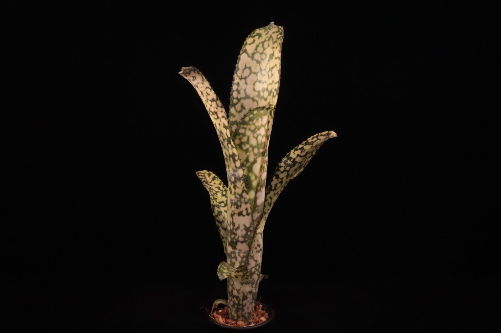 Billbergia Ivory Tower 〔ビルベルギア〕現品発送B0282 plane plants