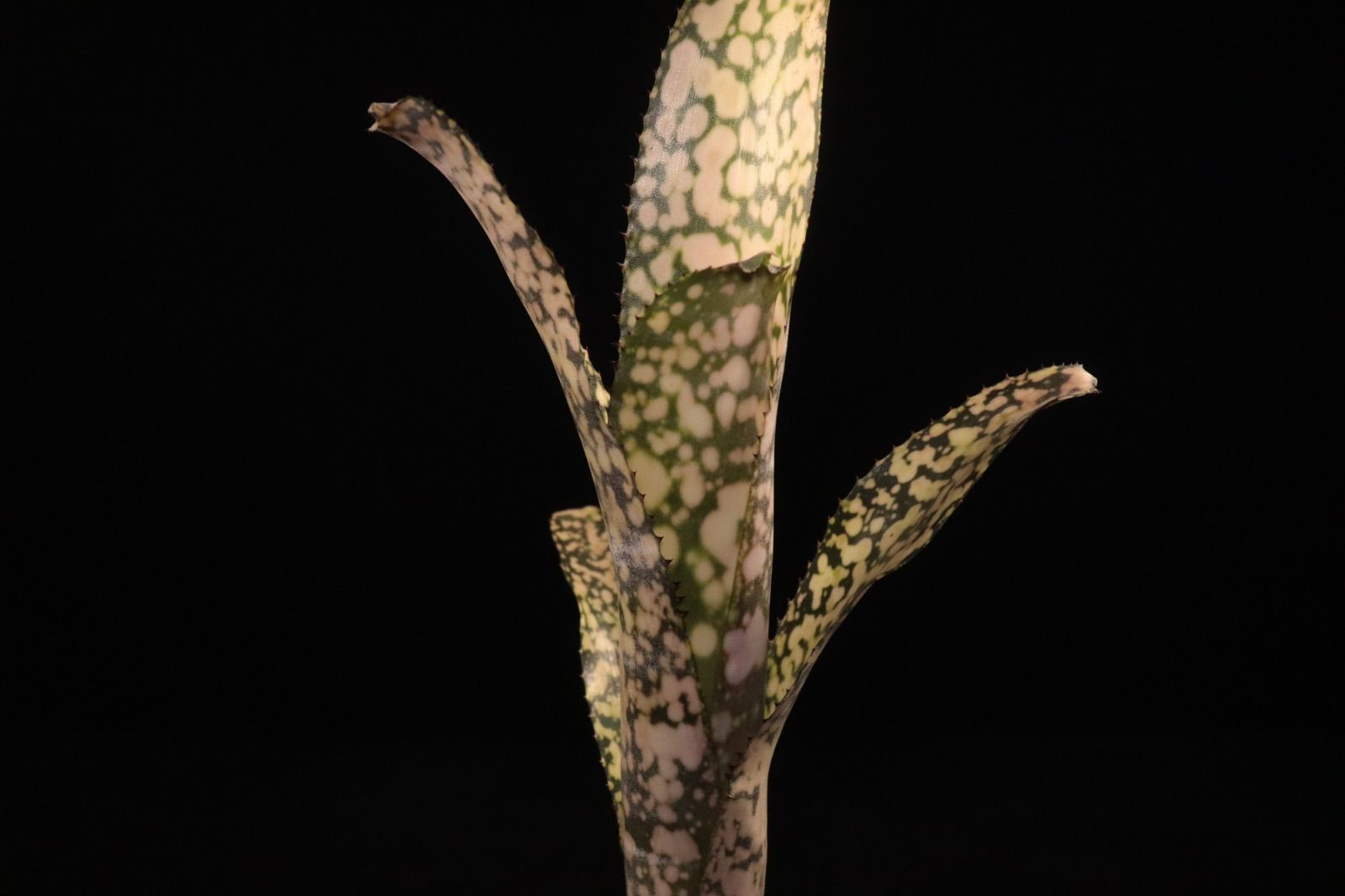 ブロメリア・エアープランツ Billbergia Ivory Tower 送料無料】Billbergia 'Ivory Tower'〔ビルベルギア〕現品発送B0282