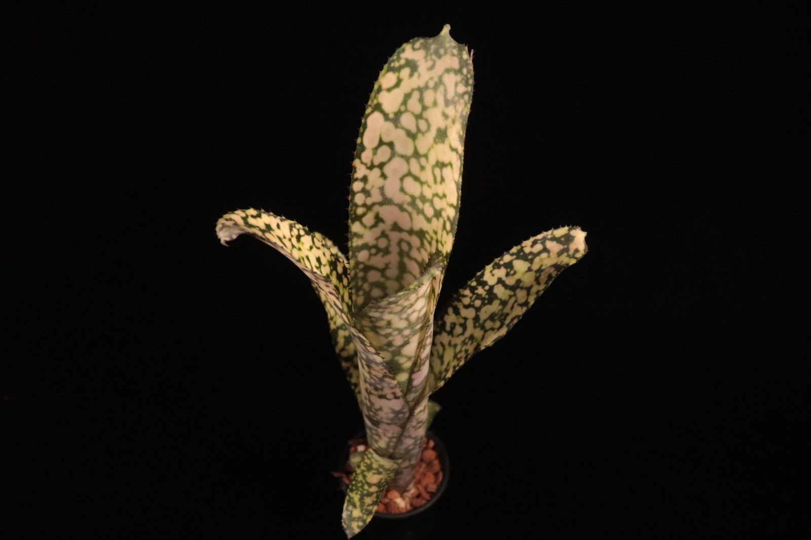 Billbergia 'Ivory Tower'〔ビルベルギア〕B0282 ビルベルギア アイボリー タワー「 Billbergia Ivory Tower」3/11-8